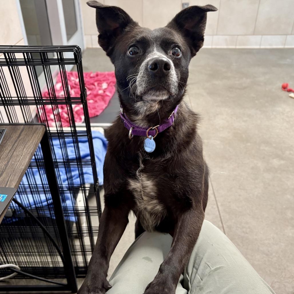 Gourd, Adoptable, Adult Male Cattle Dog.