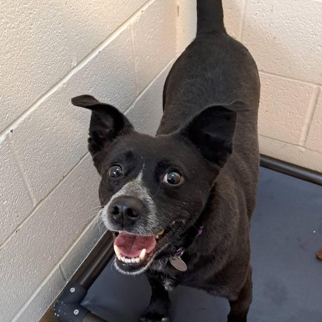 Enlarge Gourd, a Adoptable mixed breed in Novelty, OH image 2/6