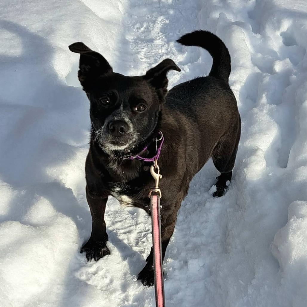 Enlarge Gourd, a Adoptable mixed breed in Novelty, OH image 4/6