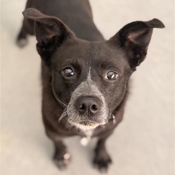 Enlarge Gourd, a Adoptable mixed breed in Novelty, OH image 5/6