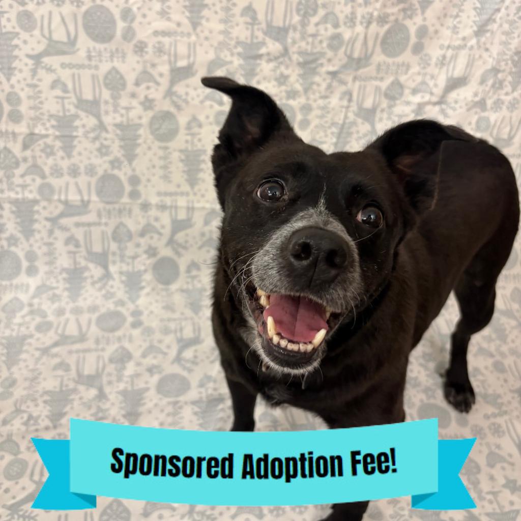 Enlarge Gourd, a Adoptable mixed breed in Novelty, OH image 6/6