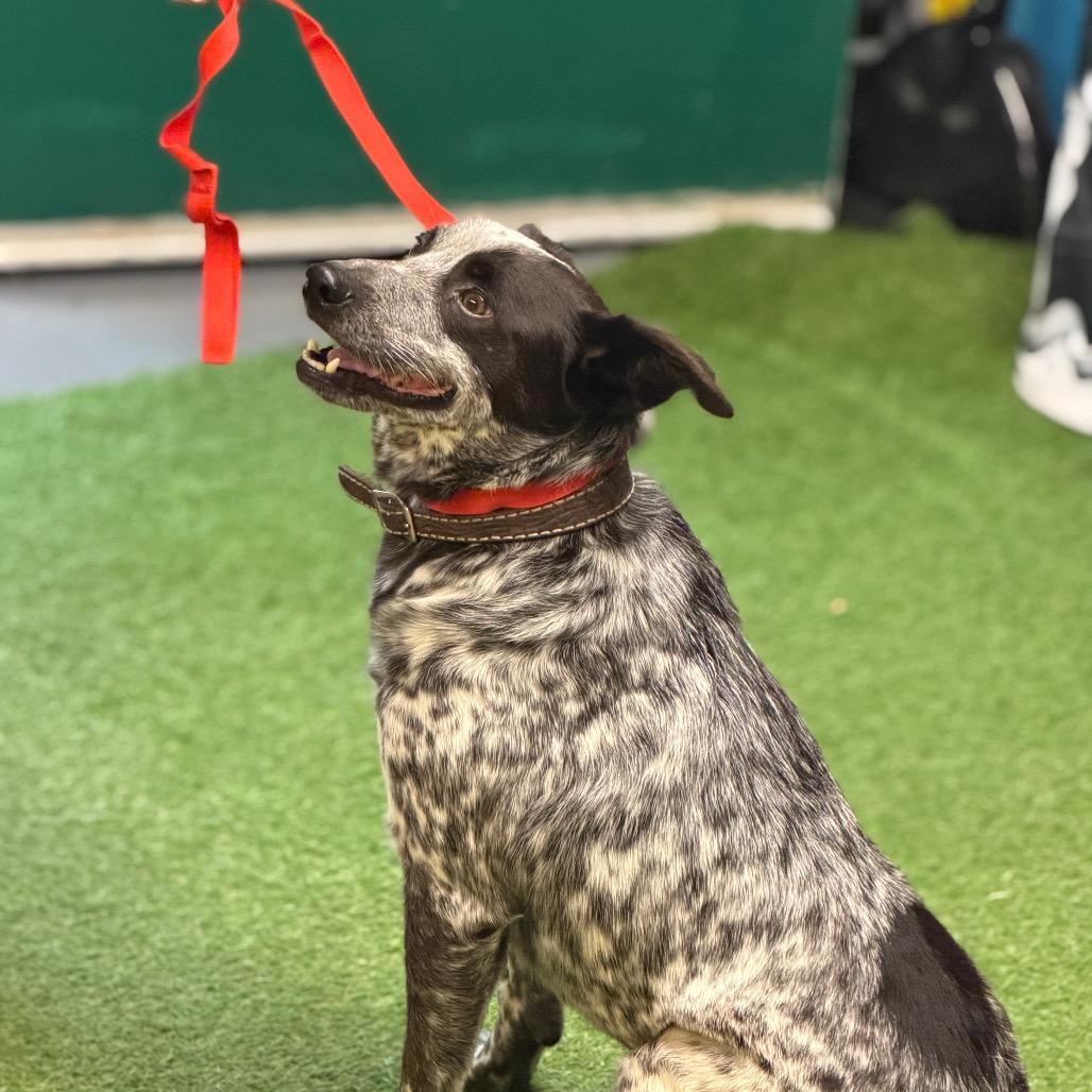 Enlarge Duolingo, a Adoptable Australian Cattle Dog / Blue Heeler in Norman, OK image 1/1