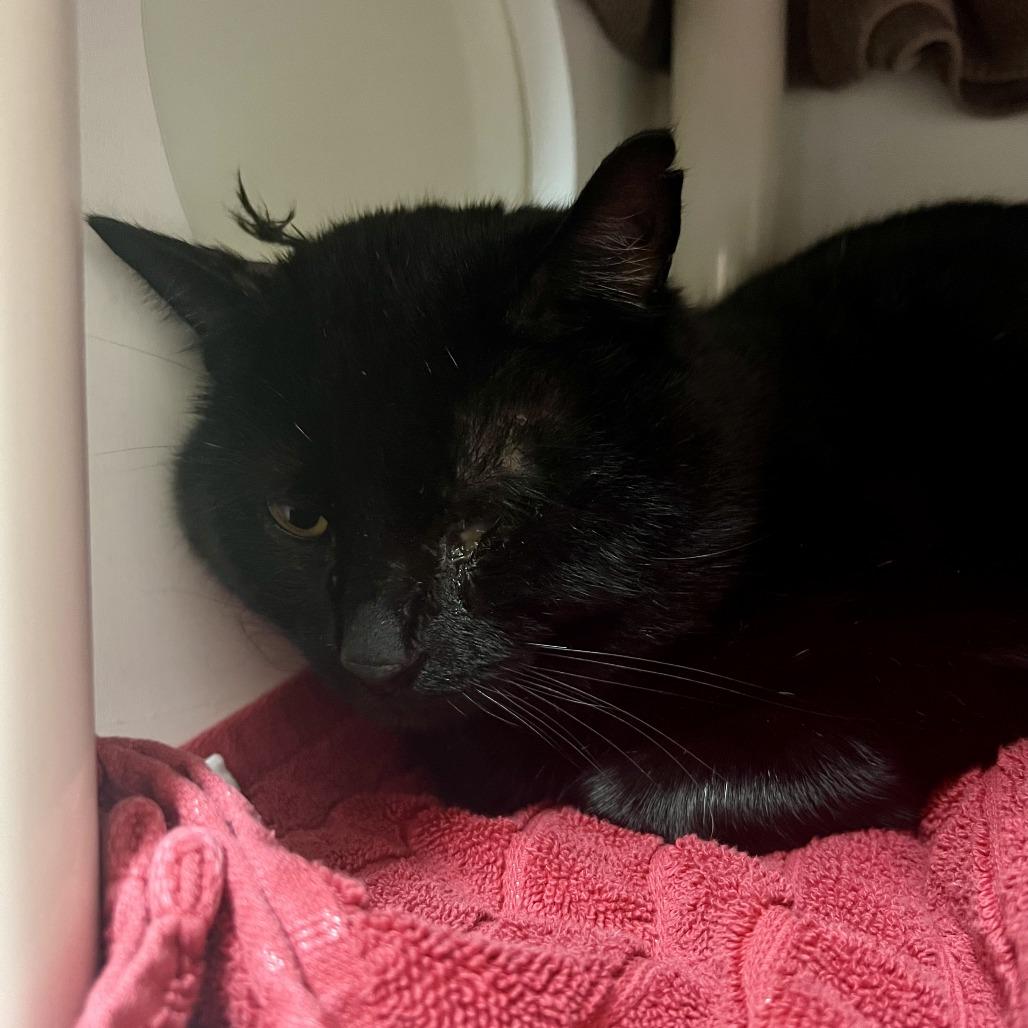 Lucky, Adoptable, Adult Male Domestic Short Hair.