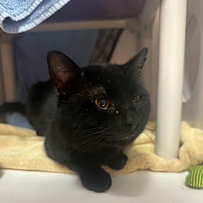 Lucky, a Adoptable Domestic Short Hair in Tacoma, WA image 2/2