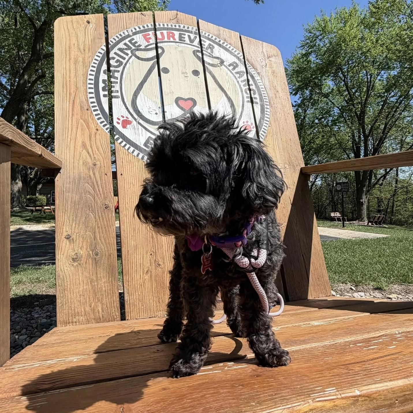 Enlarge Sophie, a ADOPTABLE mixed breed in Shawnee, KS image 3/4