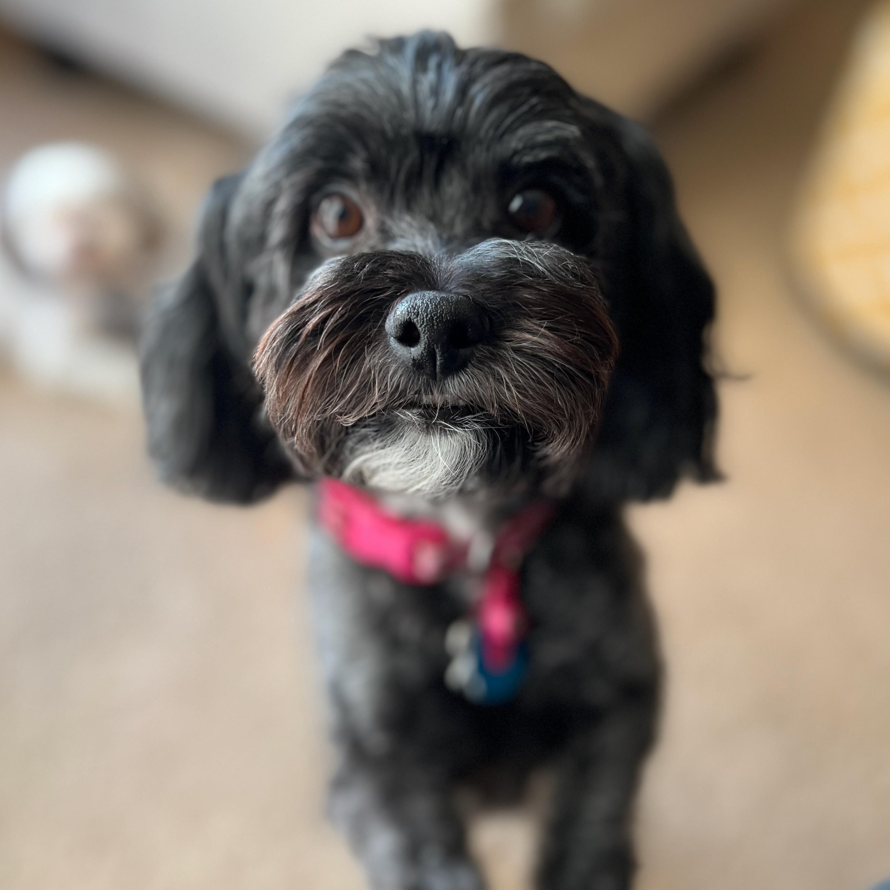 Sophie, ADOPTABLE, Senior Female Lhasa Apso & Poodle.