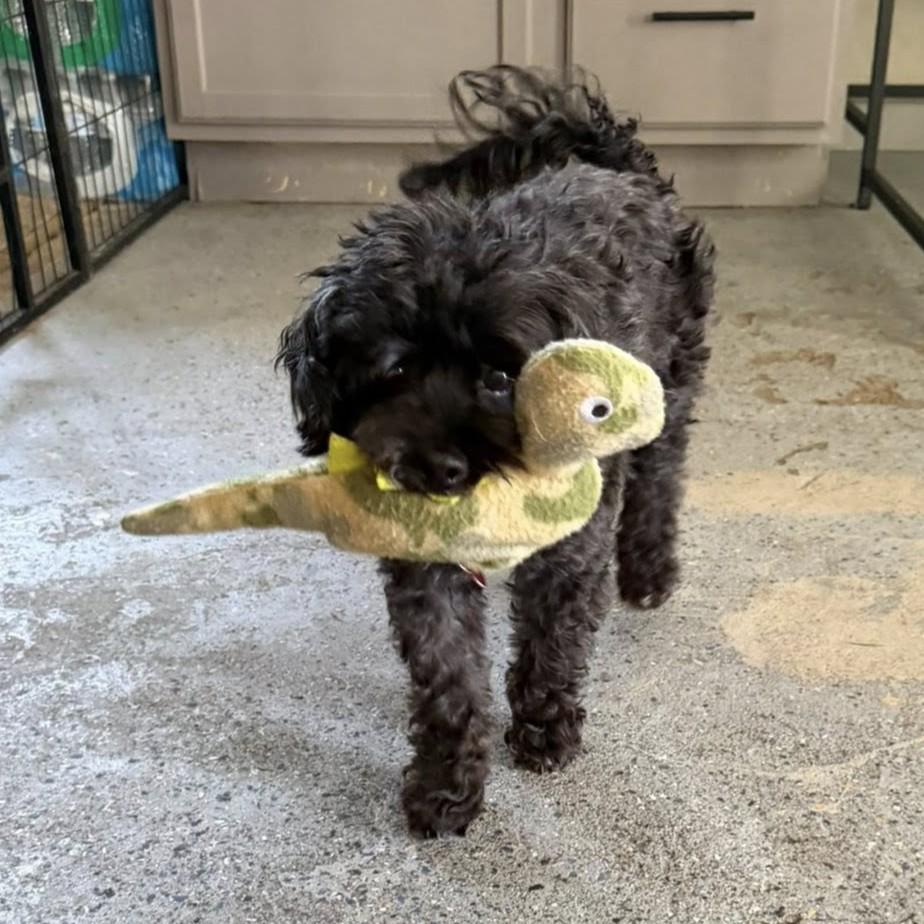 Enlarge Sophie, a ADOPTABLE mixed breed in Shawnee, KS image 2/4