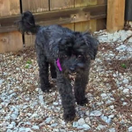 Enlarge Sophie, a ADOPTABLE mixed breed in Shawnee, KS image 4/4