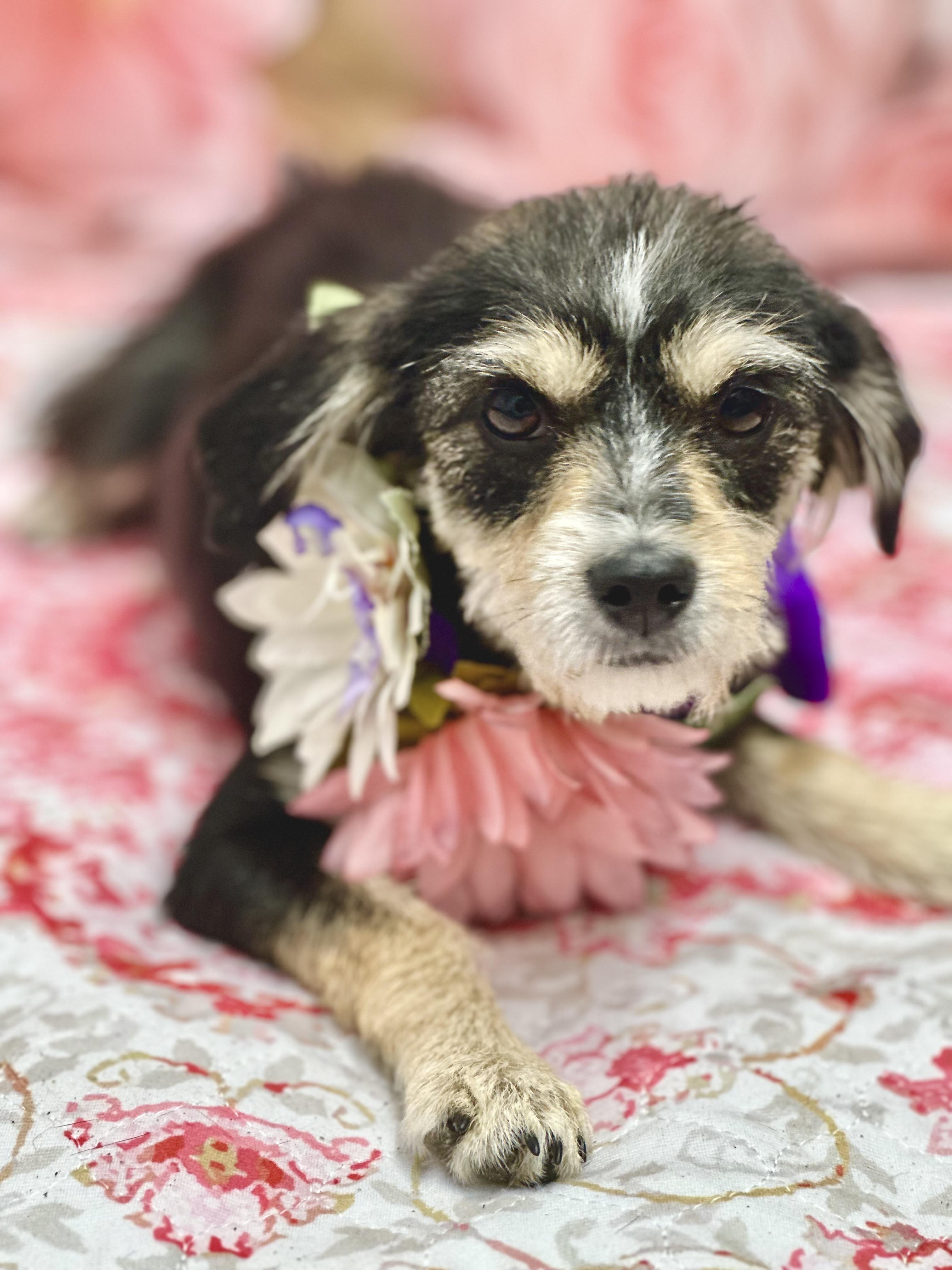 Charlotte, ADOPTABLE, Young Female Mixed Breed.