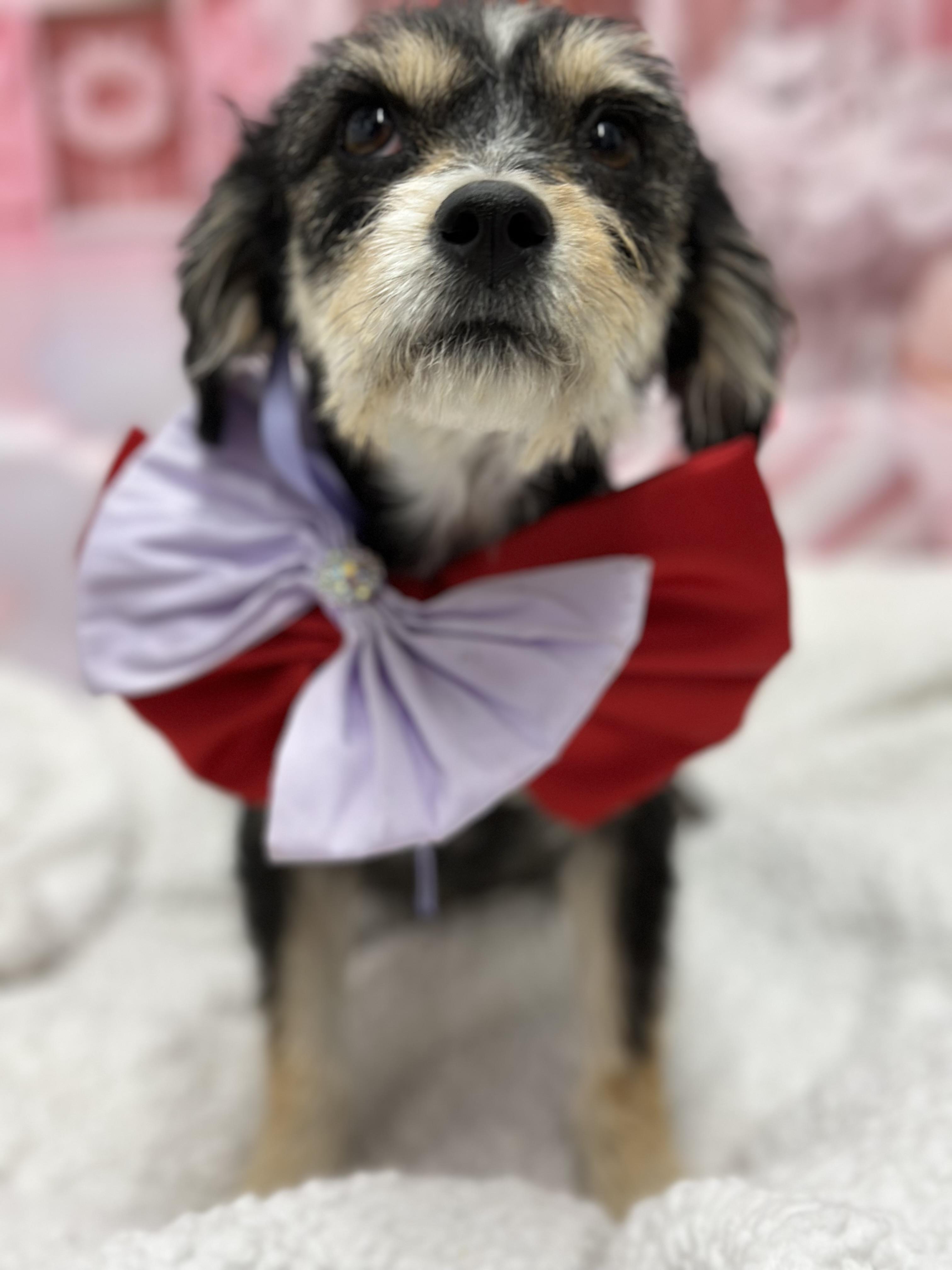 Enlarge Charlotte, an adopted Mixed Breed in Staten Island, NY image 2/5