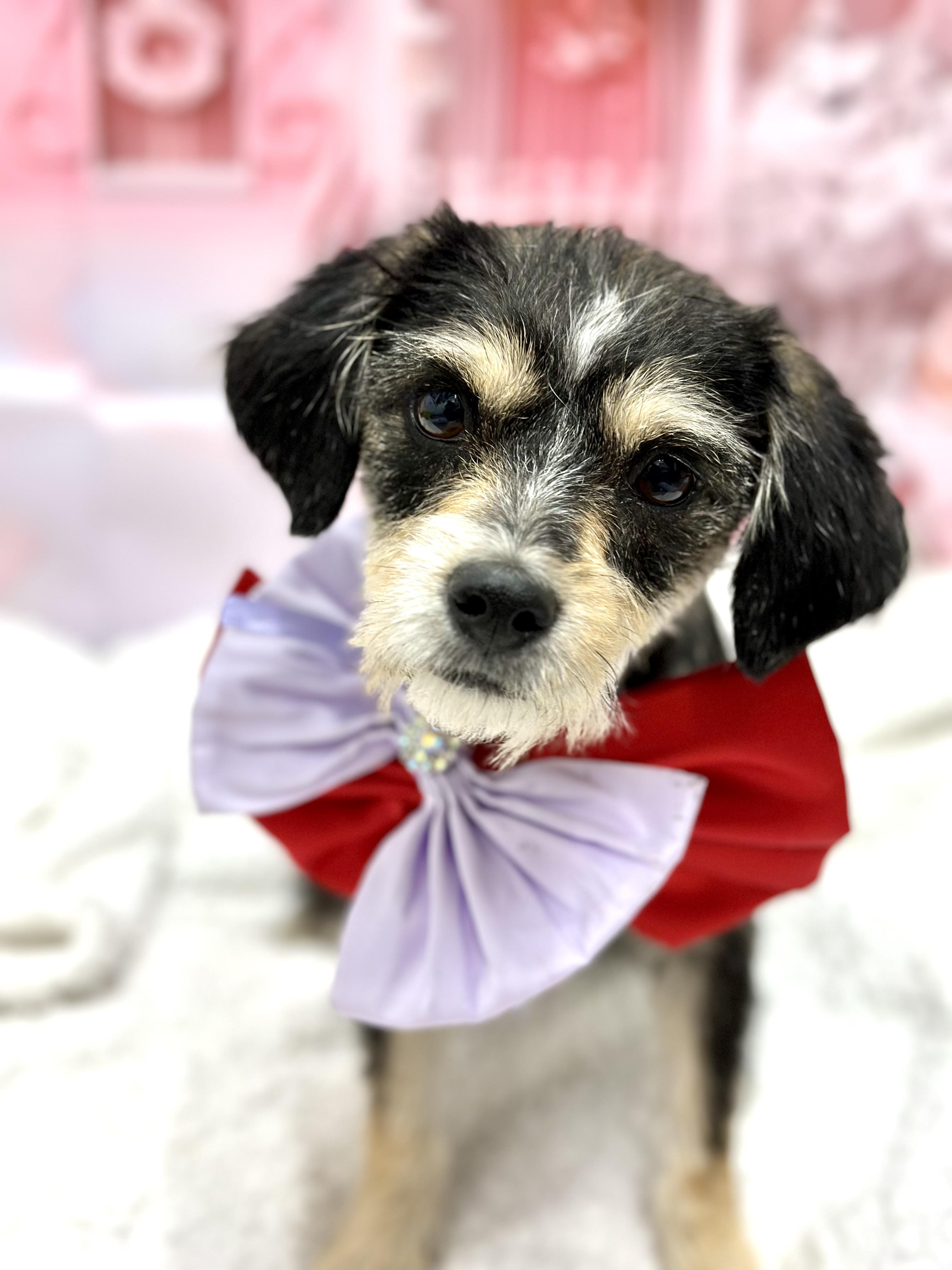 Enlarge Charlotte, an adopted Mixed Breed in Staten Island, NY image 3/5