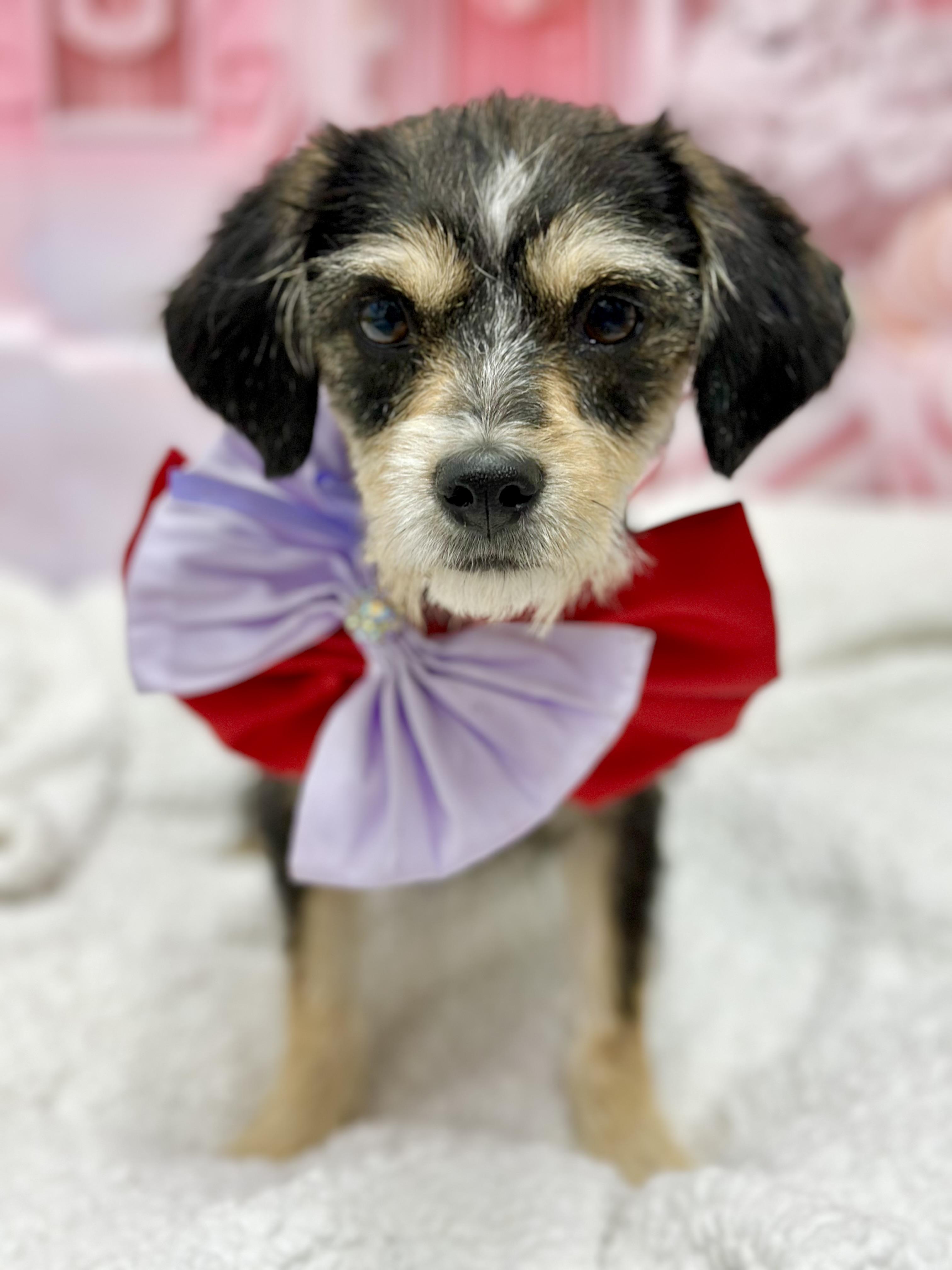 Enlarge Charlotte, an adopted Mixed Breed in Staten Island, NY image 4/5