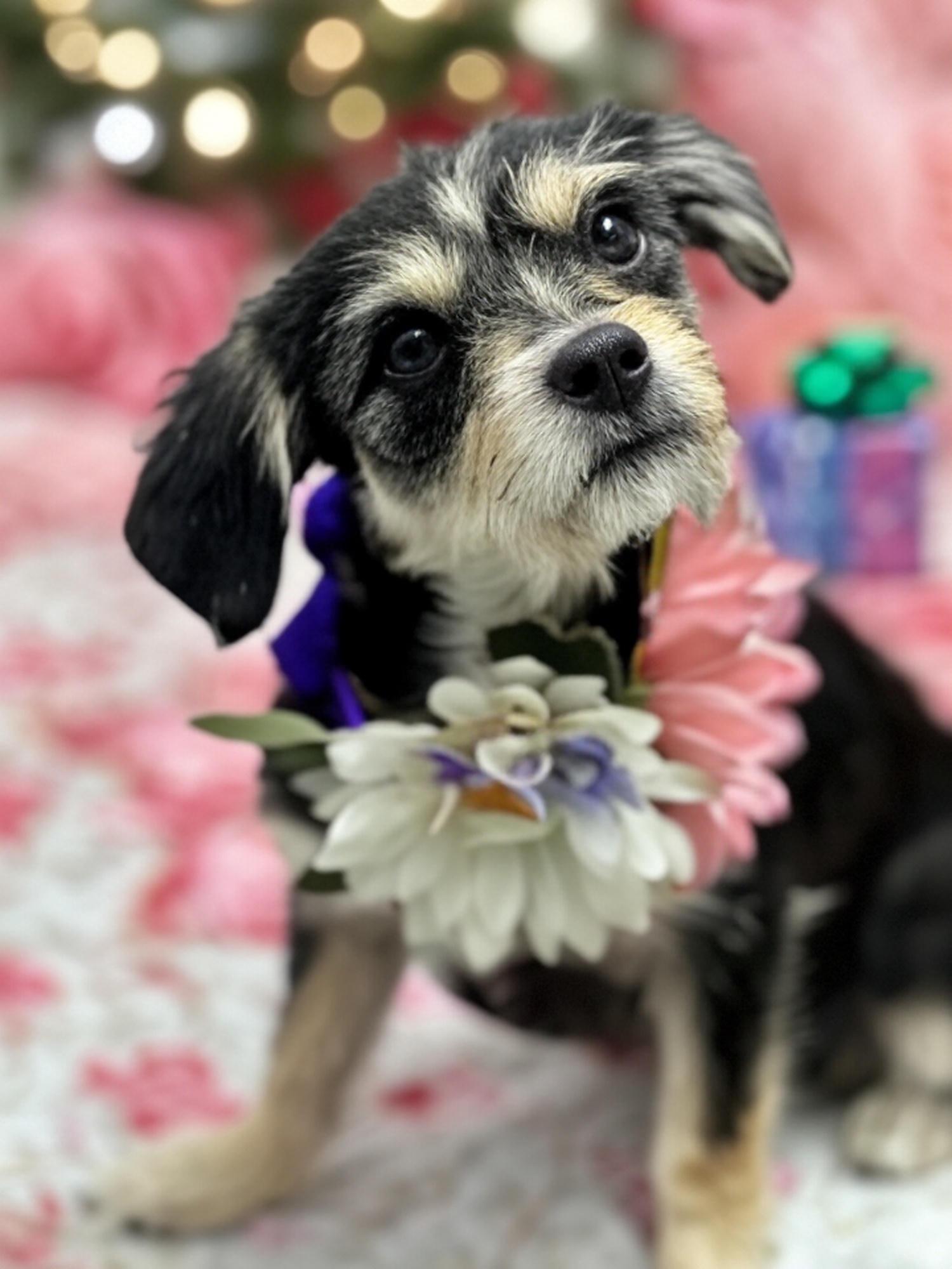 Enlarge Charlotte, an adopted Mixed Breed in Staten Island, NY image 5/5