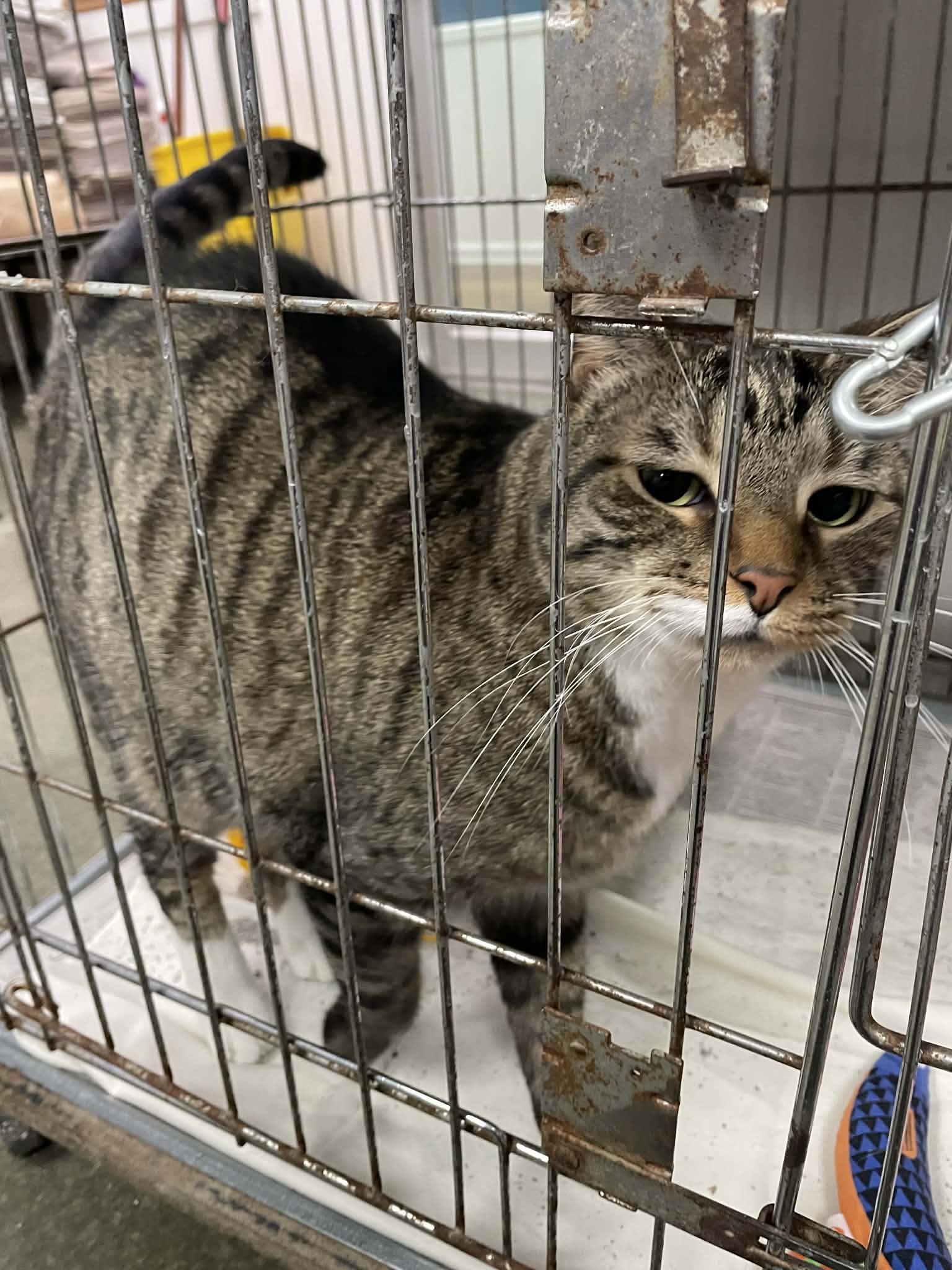 Enlarge Sampson, an adopted Domestic Short Hair in Parma, OH image 1/3