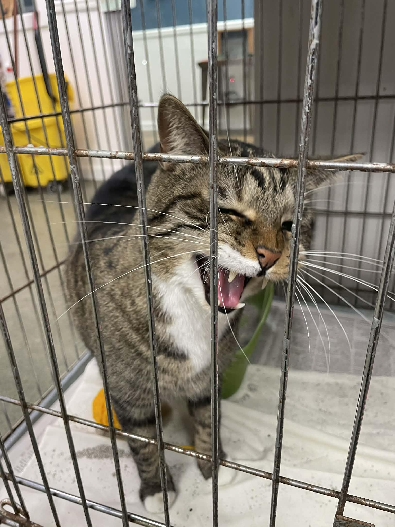 Enlarge Sampson, an adopted Domestic Short Hair in Parma, OH image 3/3