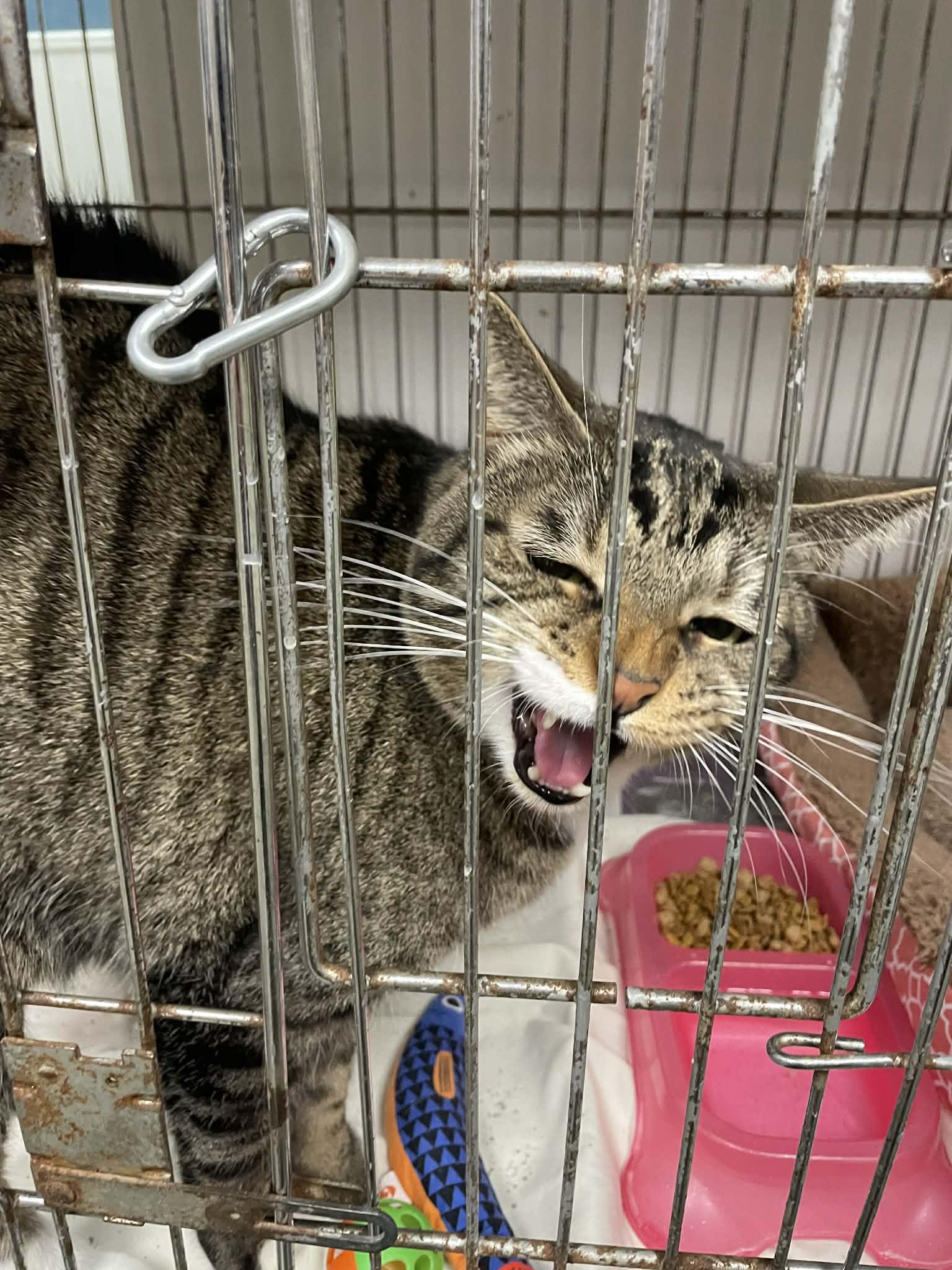 Enlarge Sampson, an adopted Domestic Short Hair in Parma, OH image 2/3