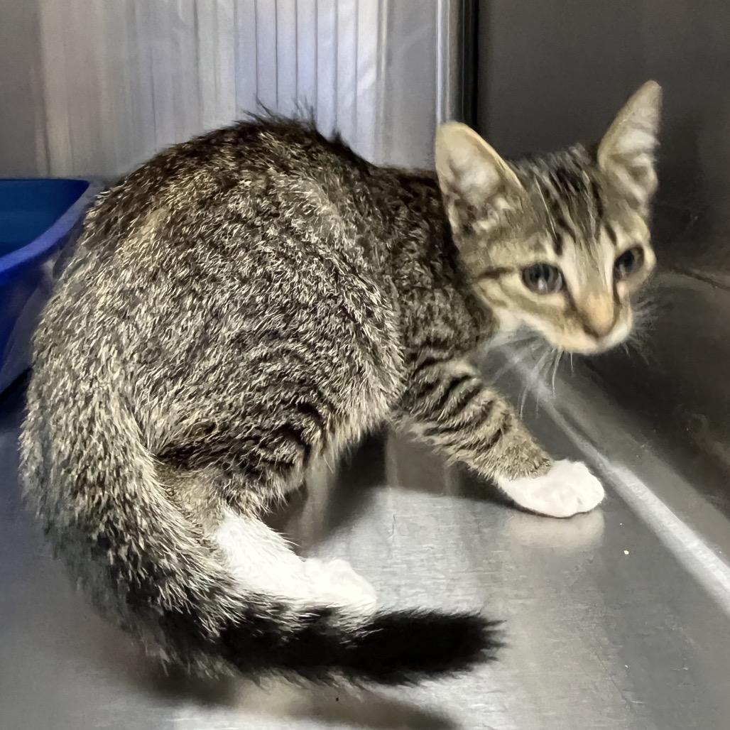 Enlarge Esme, a Adoptable Domestic Short Hair in Mount Gilead, NC image 1/3