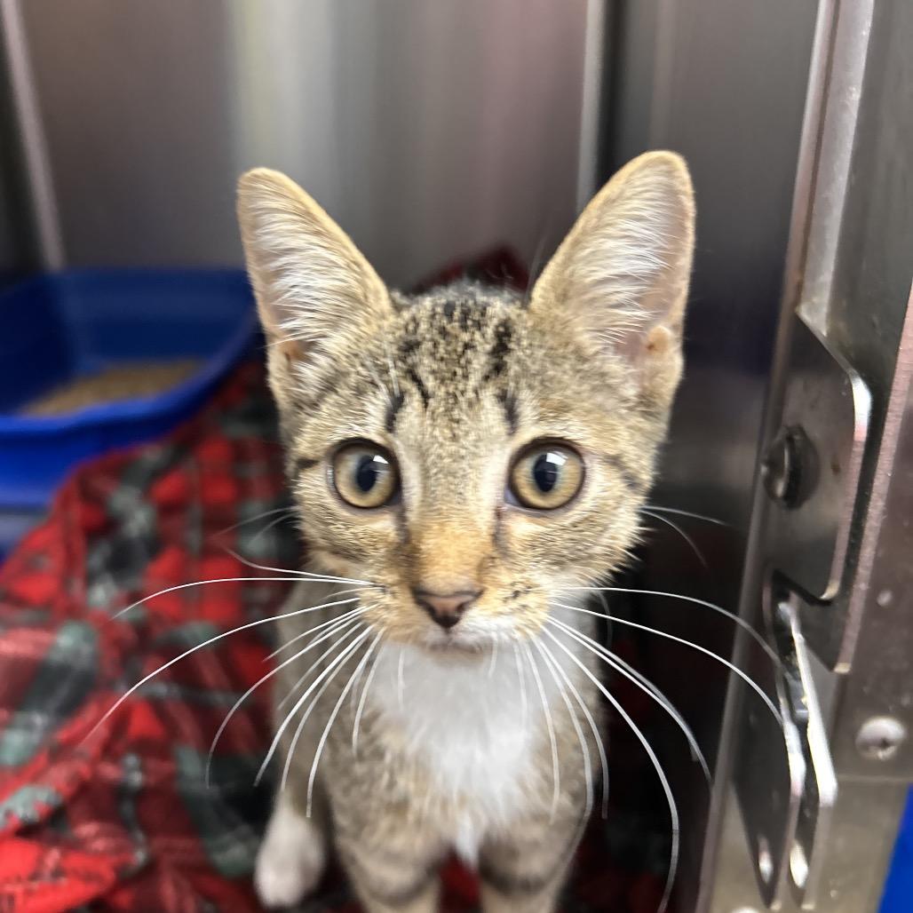 Enlarge Esme, a Adoptable Domestic Short Hair in Mount Gilead, NC image 2/3