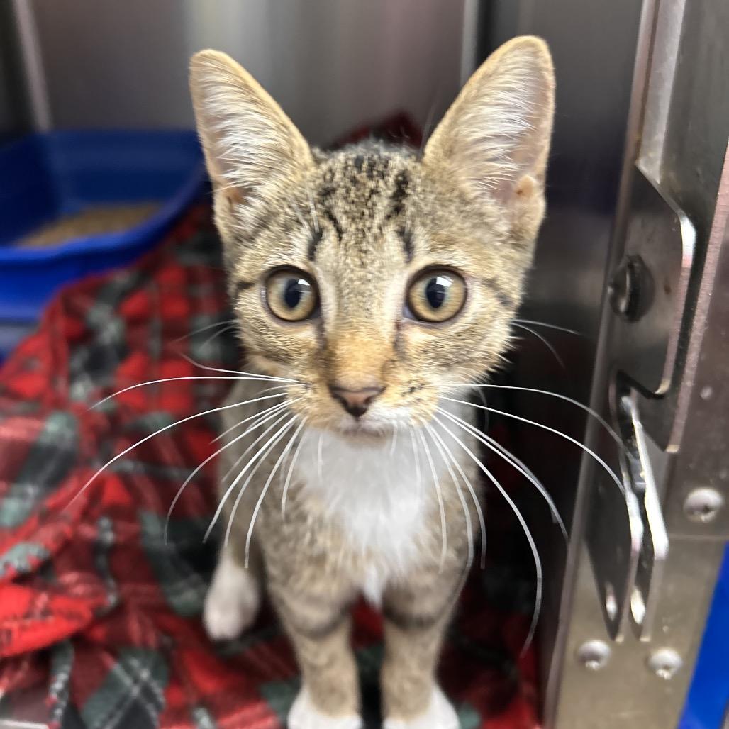 Enlarge Esme, a Adoptable Domestic Short Hair in Mount Gilead, NC image 3/3