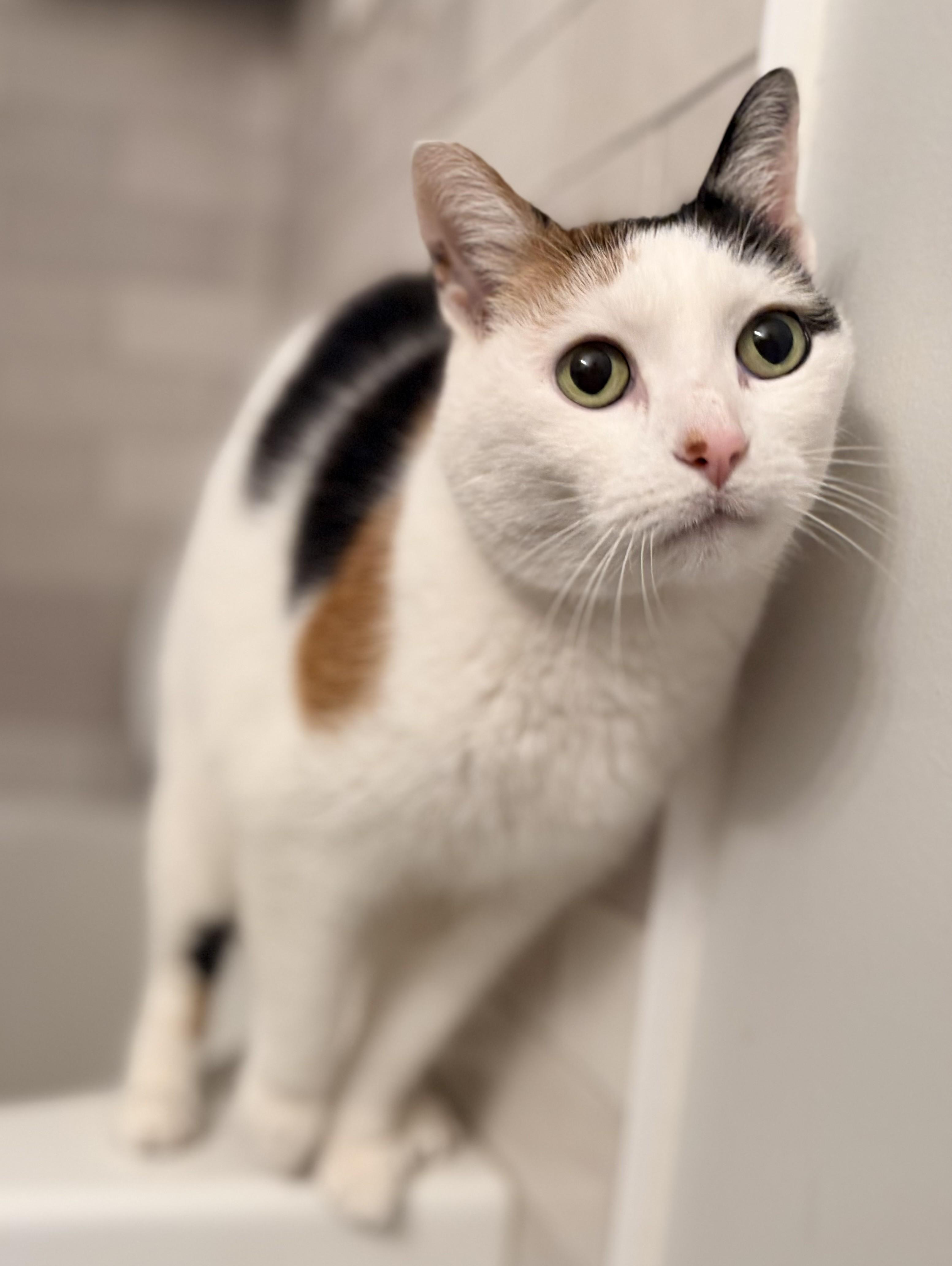 Gabby, an adopted mixed breed in Closter, NJ image 1/4