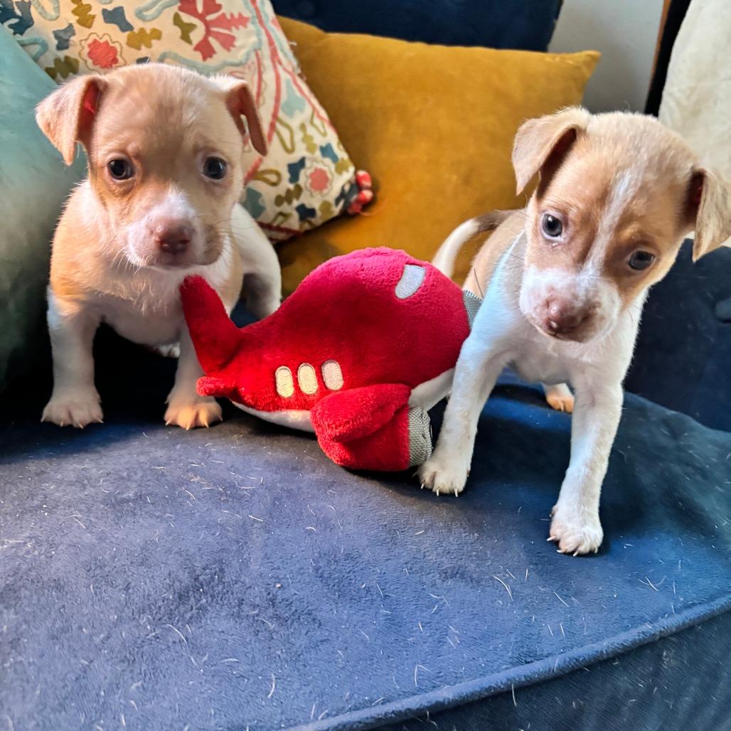 Burrito, Adoptable, Puppy Male Terrier & Mixed Breed.