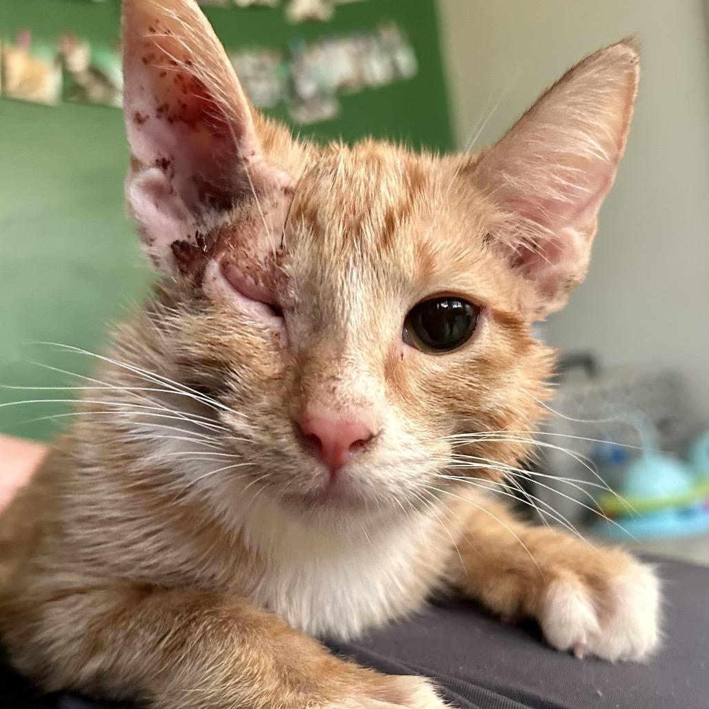 Enlarge Marla, a Adoptable Domestic Short Hair in St Joseph, MO image 1/1