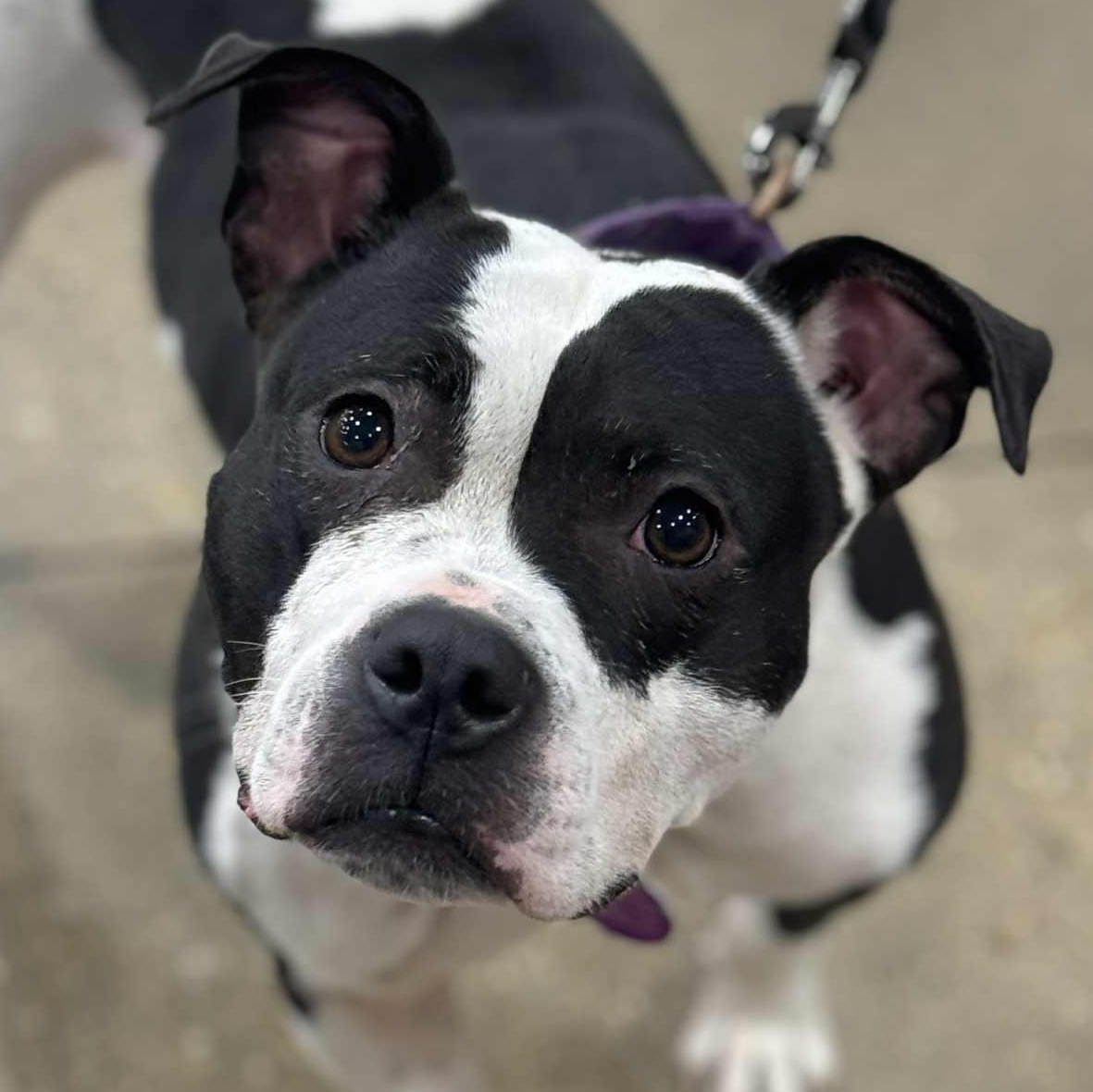 Enlarge Ameria, a Adoptable mixed breed in Fredericksburg, VA image 1/5