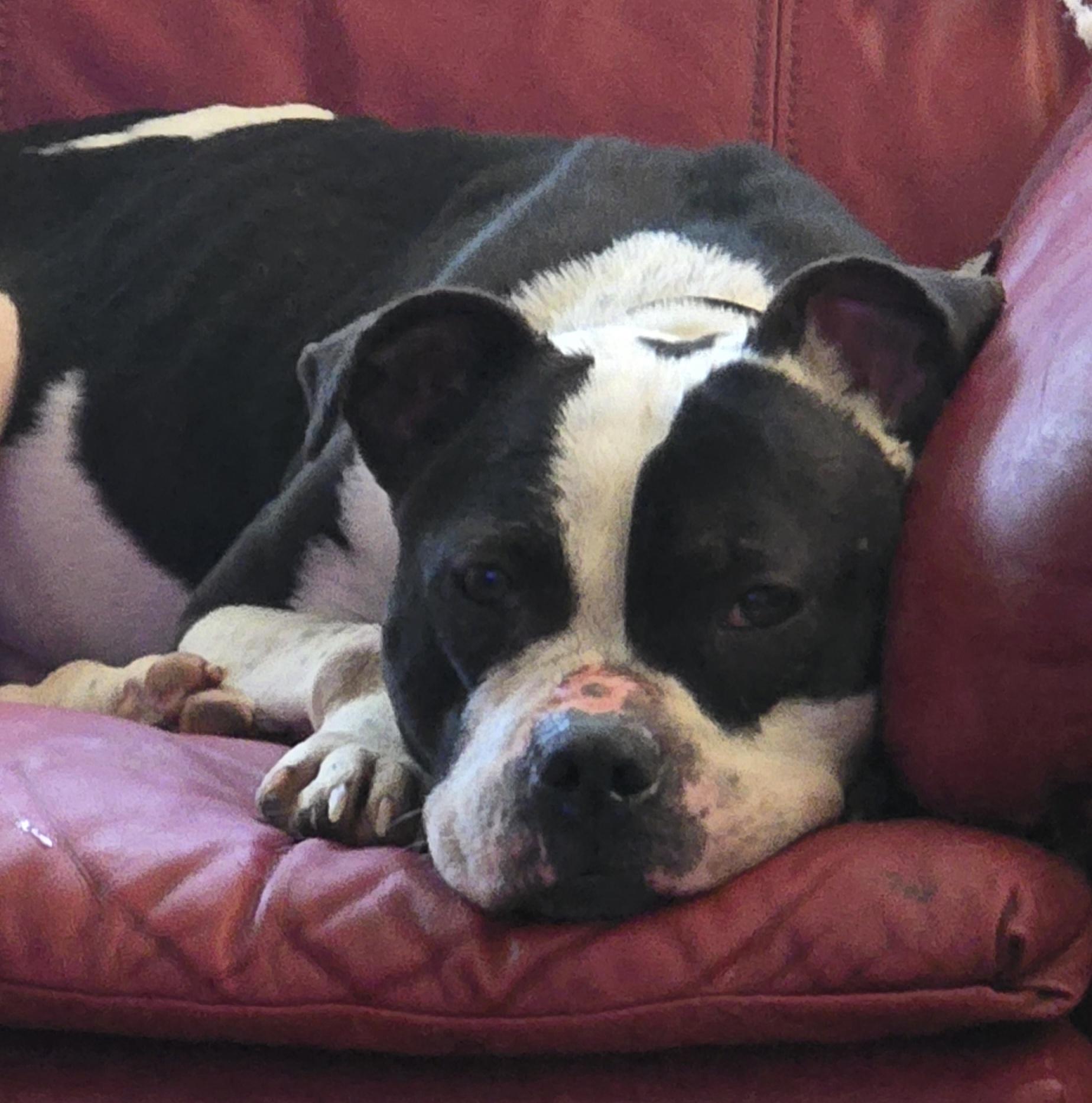 Enlarge Amira - THREE YEARS TOO LONG, an adoptable mixed breed in Fredericksburg, VA image 5/5