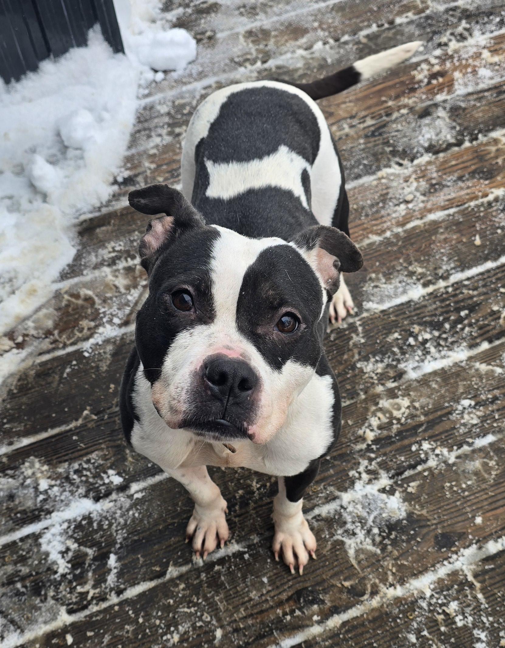 Enlarge Ameria, a Adoptable mixed breed in Fredericksburg, VA image 3/5