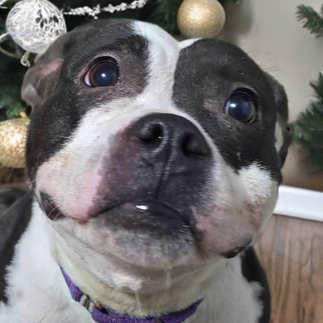 Enlarge Ameria, a Adoptable mixed breed in Fredericksburg, VA image 4/5