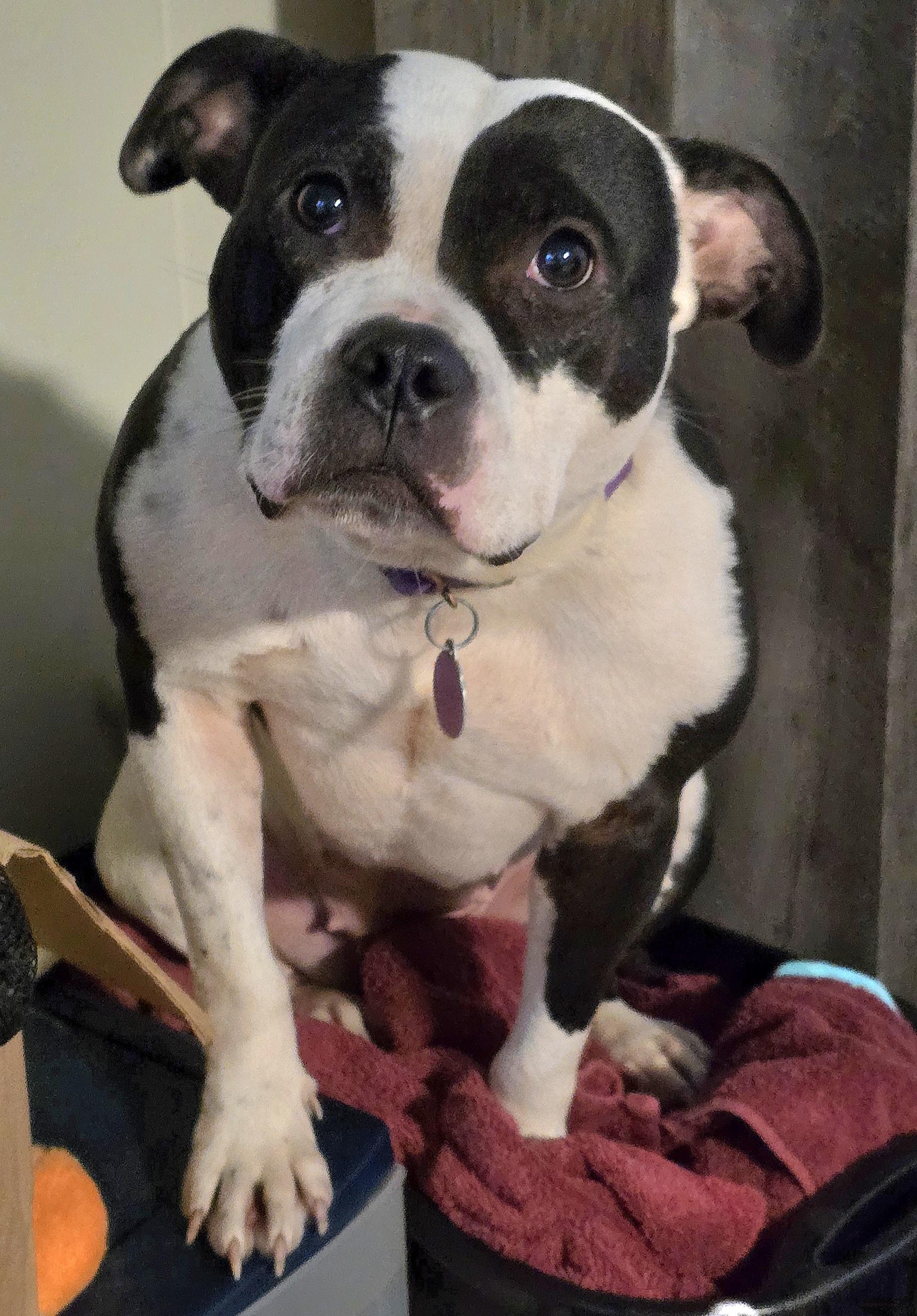 Enlarge Ameria, a Adoptable mixed breed in Fredericksburg, VA image 2/5