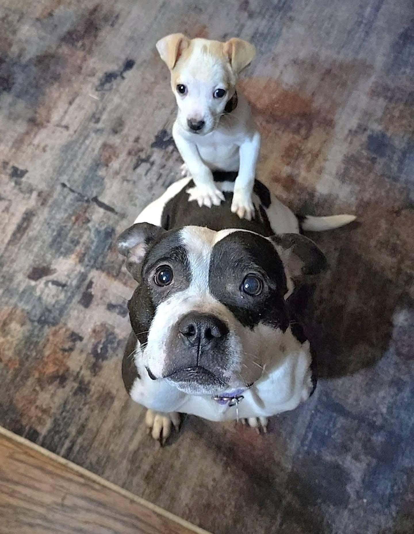 Ameria, Adoptable, Adult Female Pit Bull Terrier.