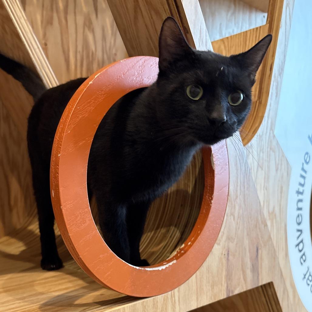 Enlarge Charlie, a Adoptable Domestic Short Hair in Bentonville, AR image 1/2