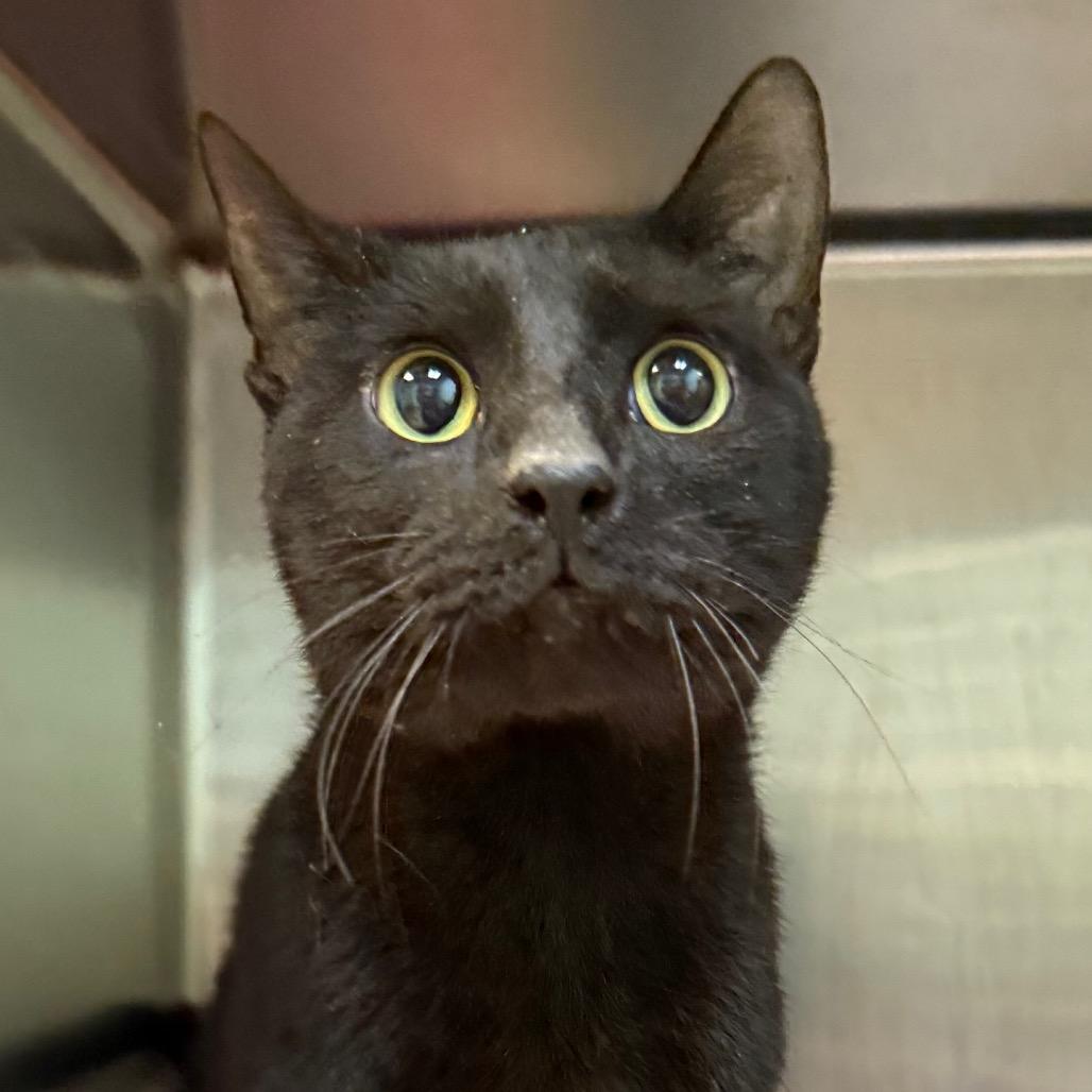 Enlarge Charlie, a Adoptable Domestic Short Hair in Bentonville, AR image 2/2