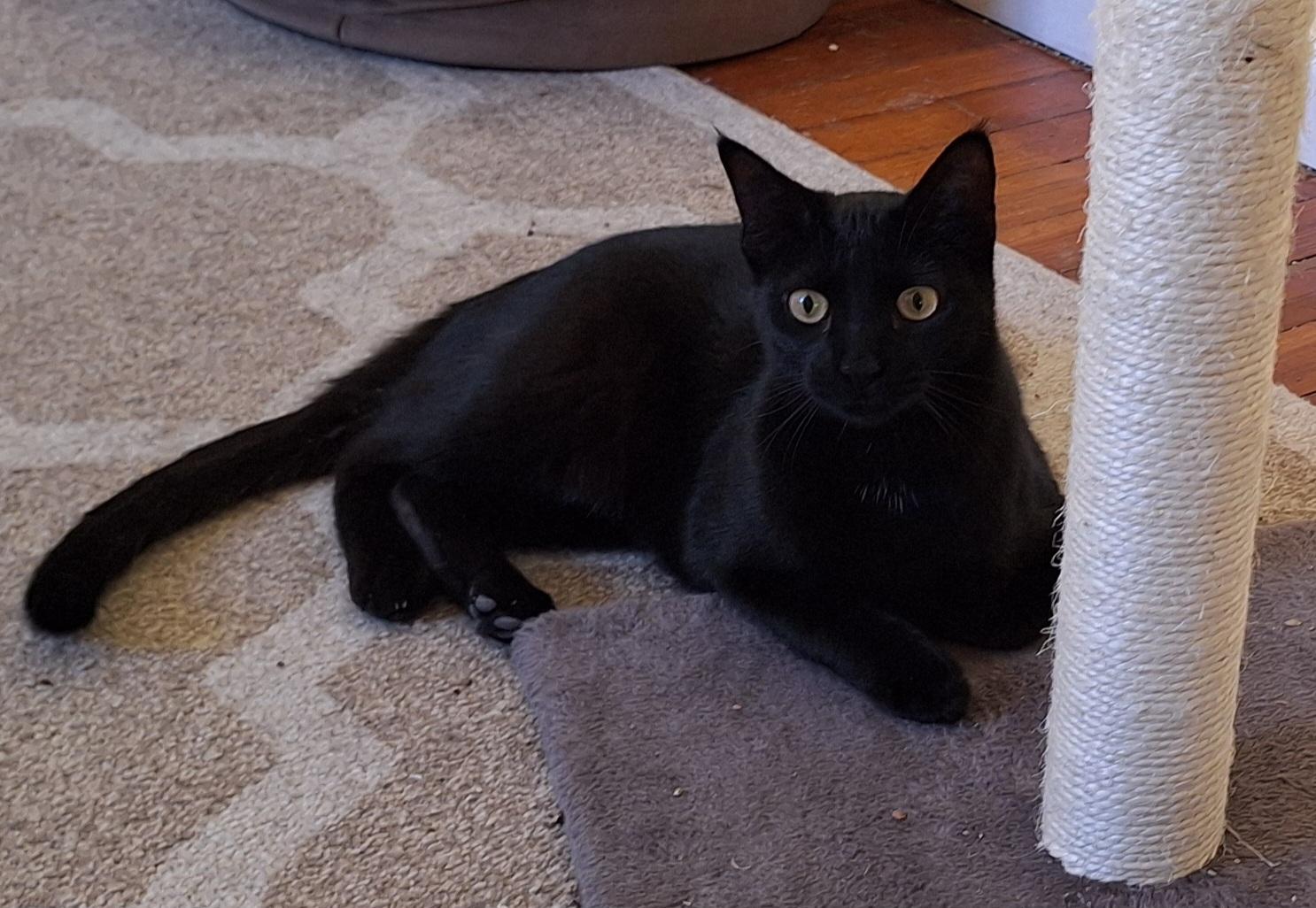 Quinn (Sadie's Babes Litter), Adoptable, Kitten Male Domestic Short Hair.