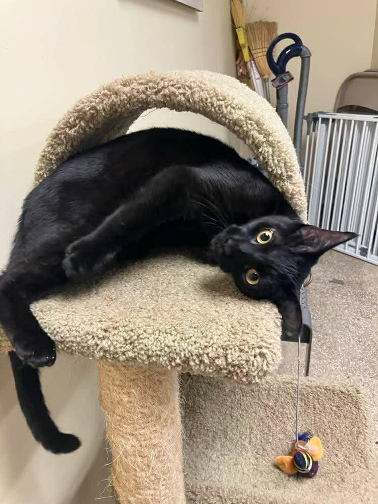 Quinn (Sadie's Babes Litter), Adoptable, Kitten Male Domestic Short Hair.