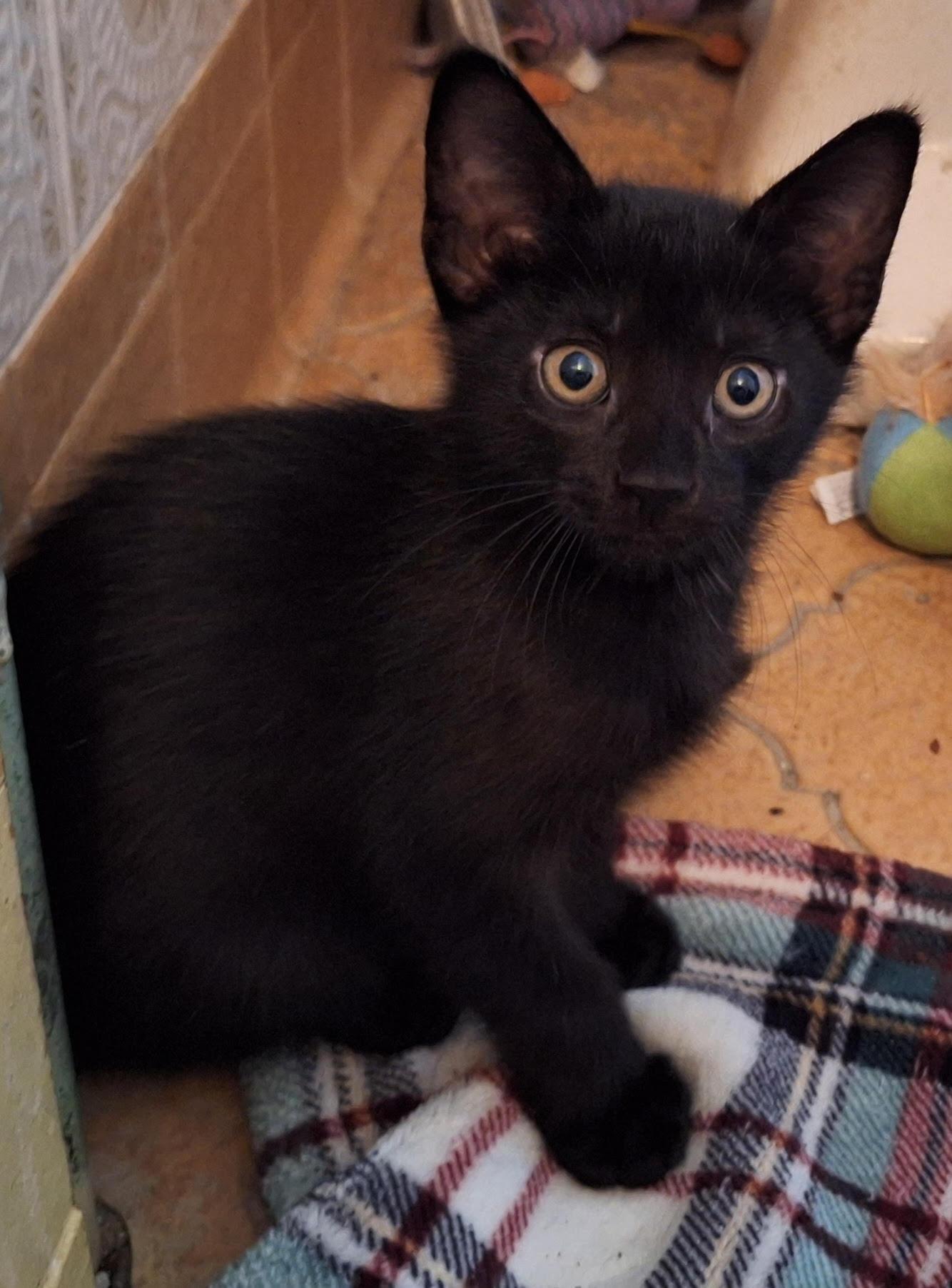 Quinn (Sadie's Babes Litter), Baby Male unknown