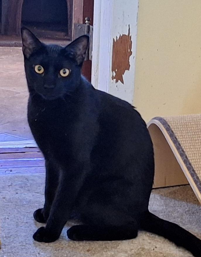 Quinn (Sadie's Babes Litter), Adoptable, Kitten Male Domestic Short Hair.