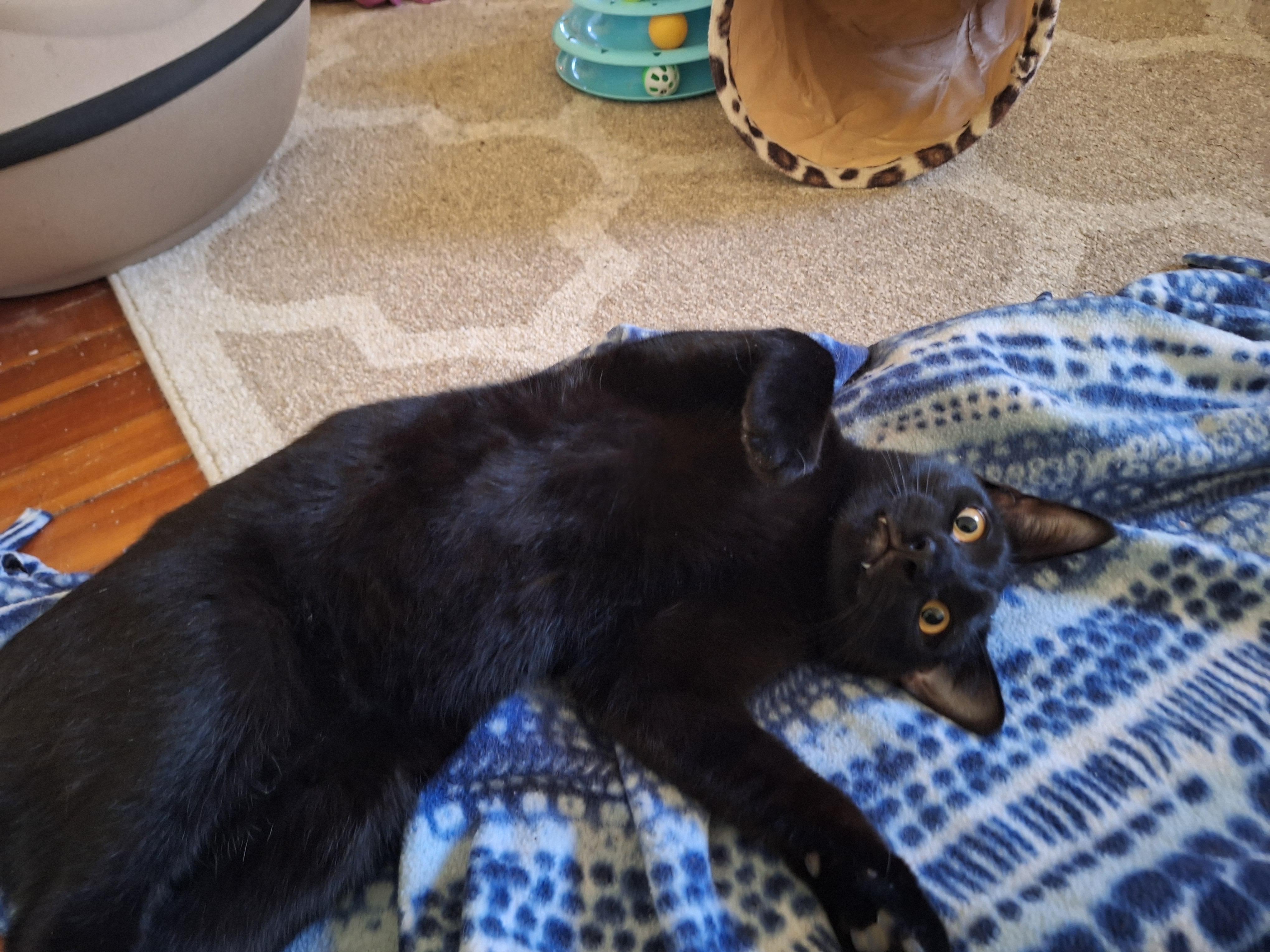 Enlarge Quinn (Sadie's Babes Litter), a Adoptable mixed breed in Baltimore, MD image 1/4