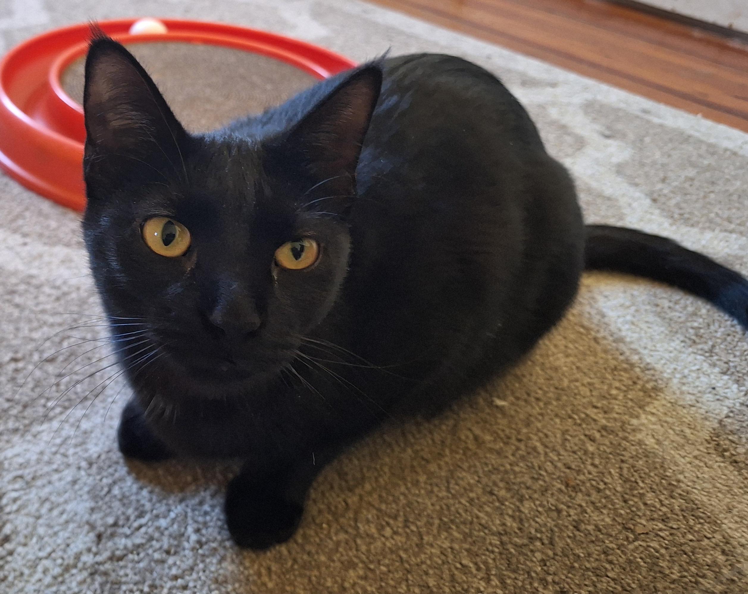 Enlarge Quinn (Sadie's Babes Litter), a Adoptable mixed breed in Baltimore, MD image 2/4