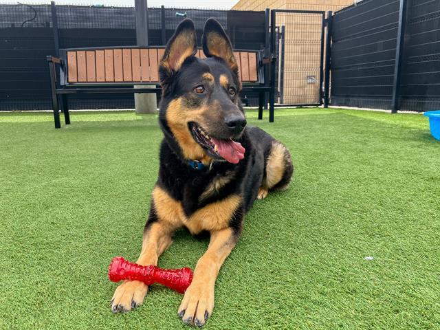 Enlarge CECILIA, a Adoptable German Shepherd Dog in Tustin, CA image 1/1