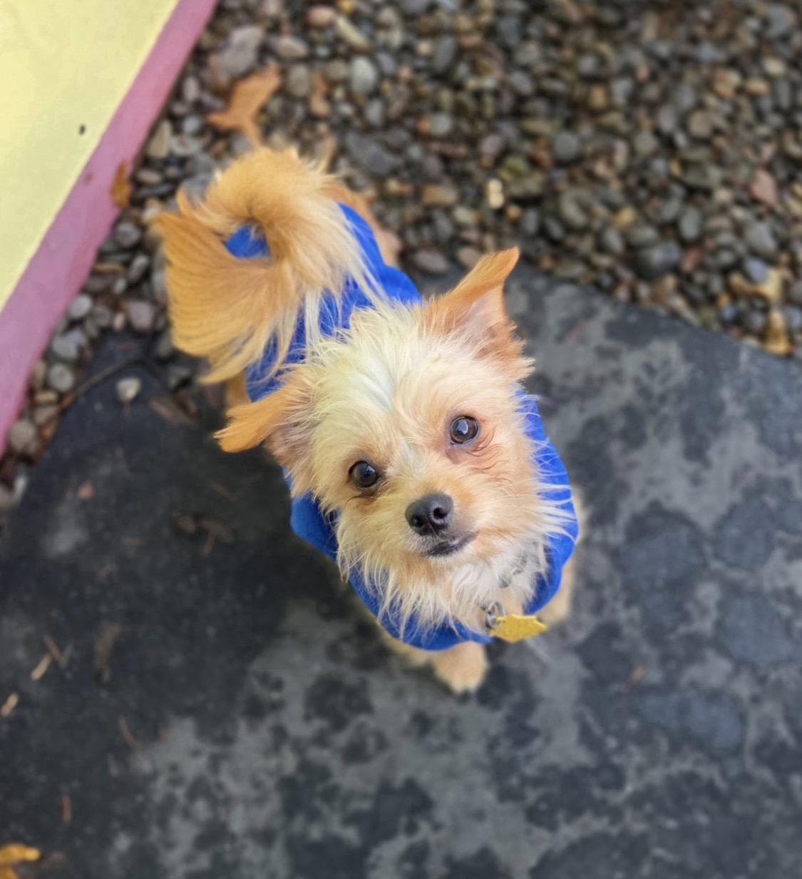 Enlarge Andy, a ADOPTABLE mixed breed image 1/2