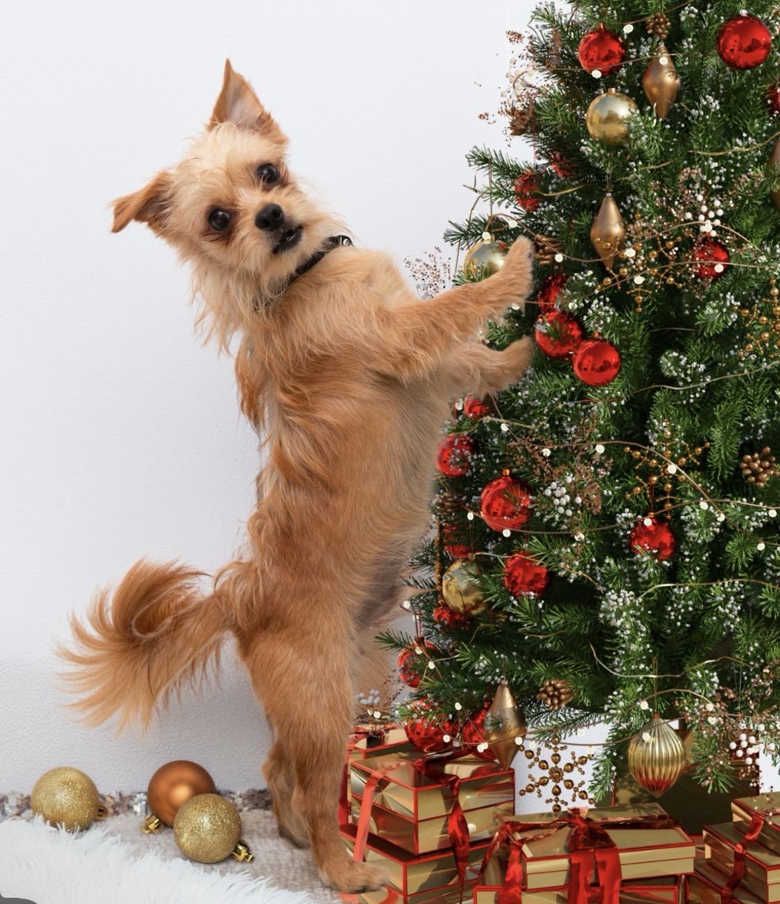 Enlarge Andy, a ADOPTABLE mixed breed image 2/2