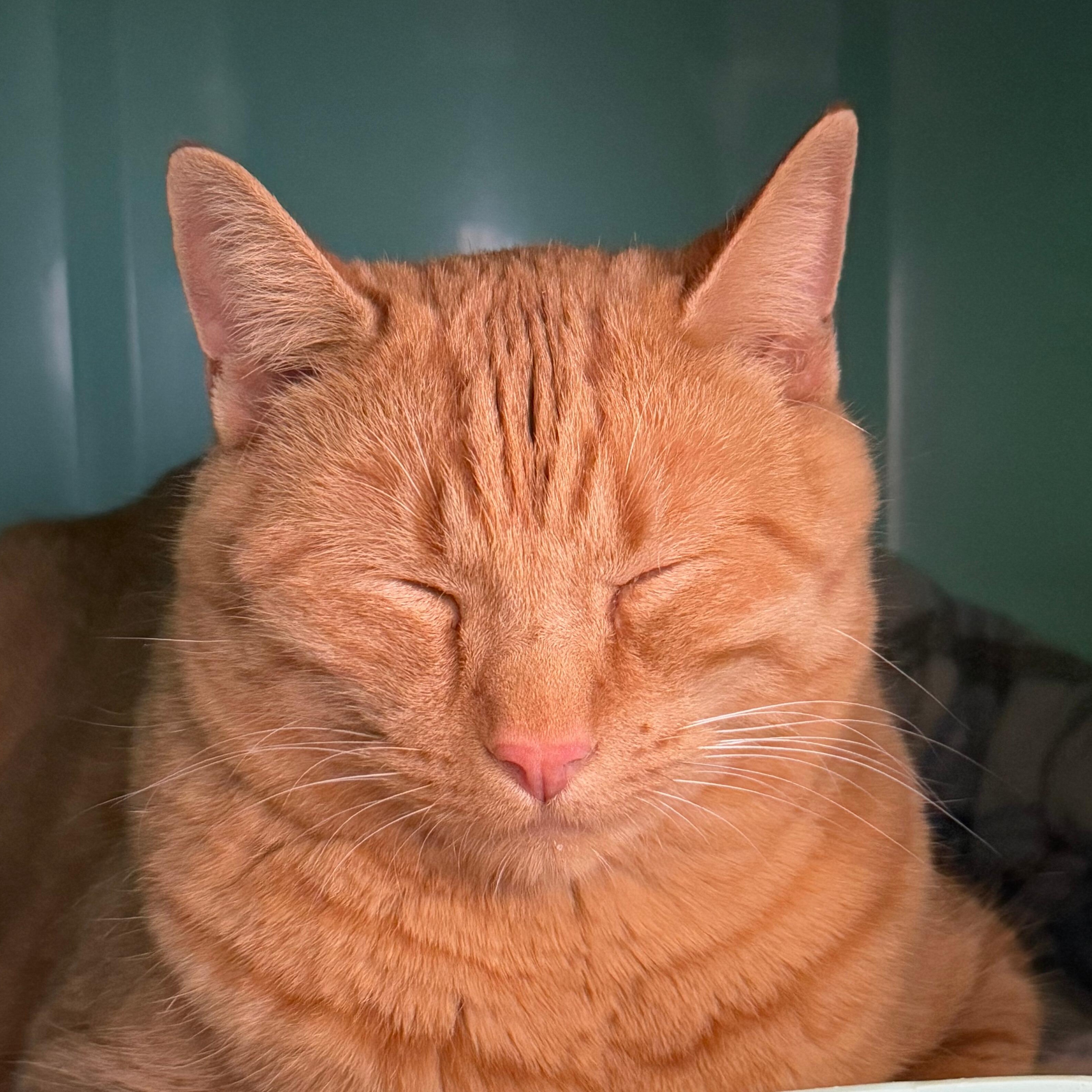 Cinnamon, a Adoptable Domestic Short Hair in Ridgway, CO image 2/4