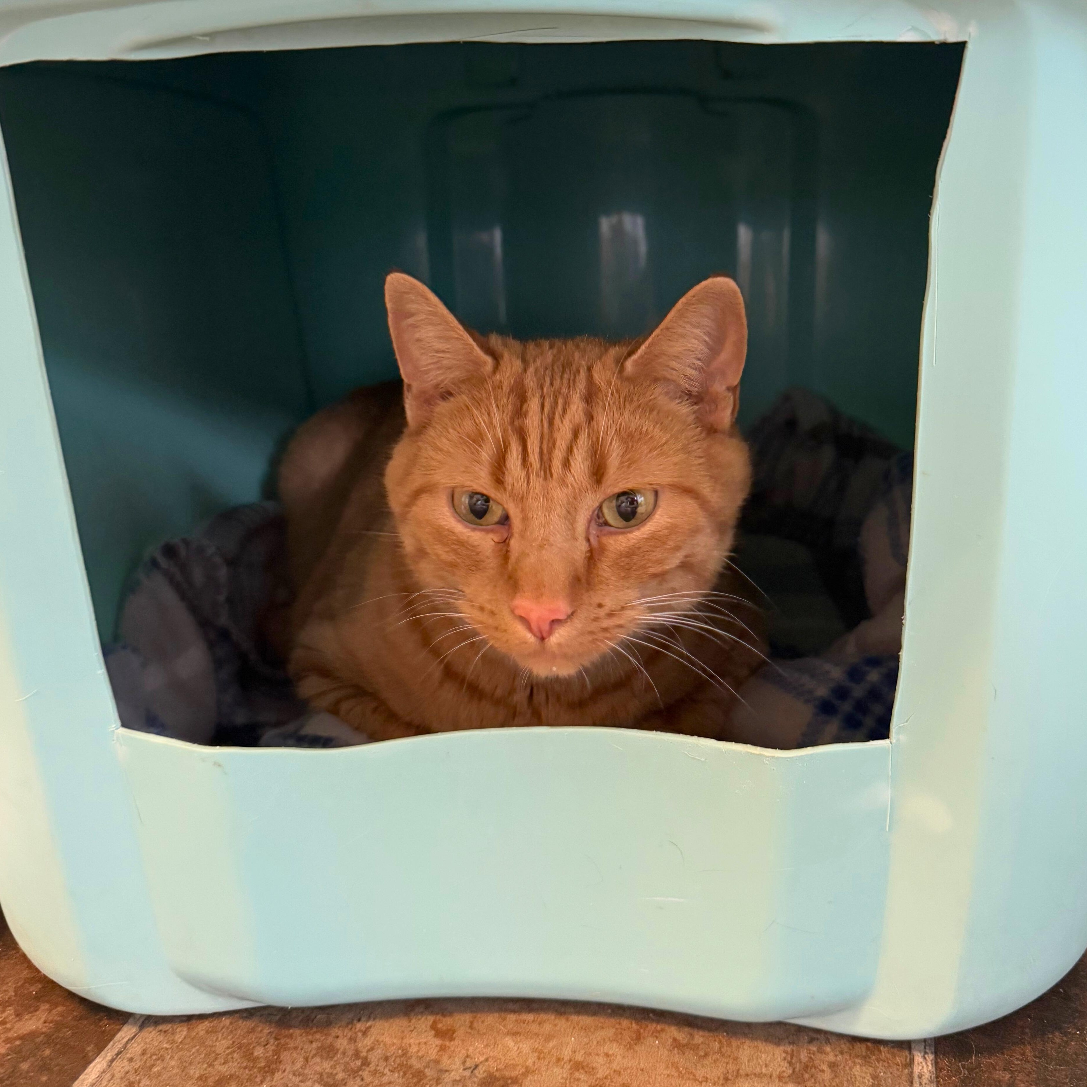 Cinnamon, a Adoptable Domestic Short Hair in Ridgway, CO image 3/4