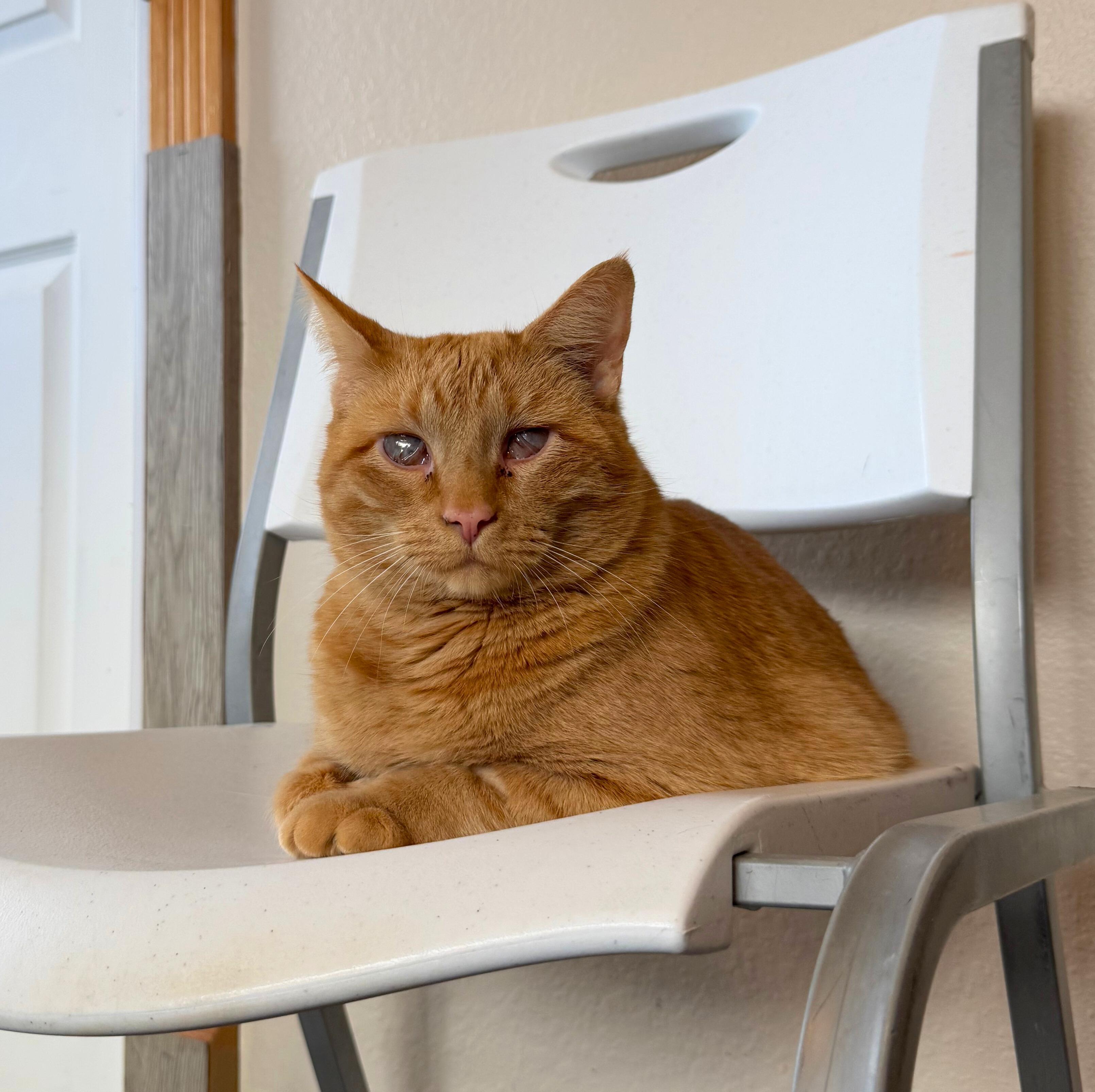 Enlarge Cinnamon & Toast, a Adoptable Domestic Short Hair in Ridgway, CO image 6/6