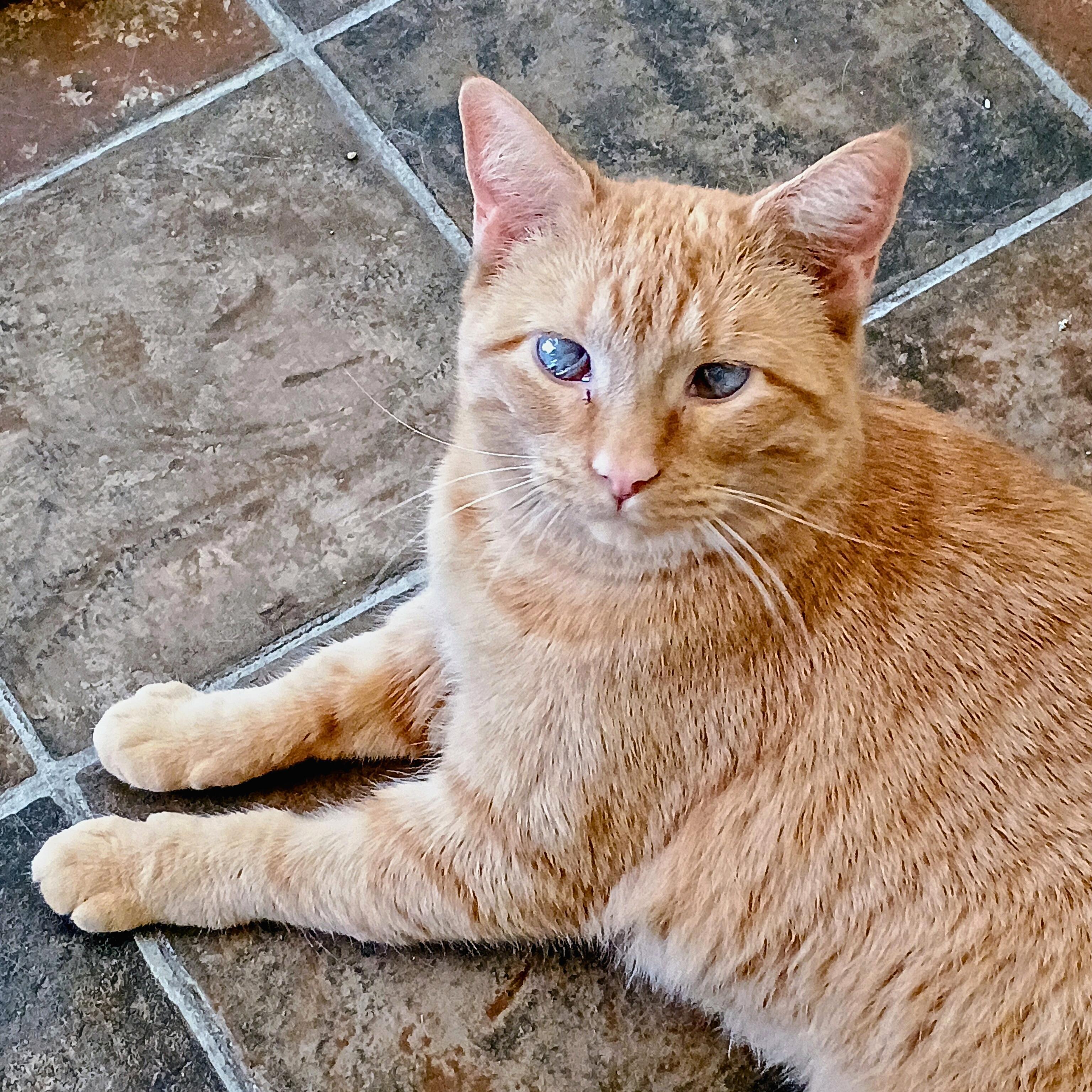 Enlarge Cinnamon & Toast, a Adoptable Domestic Short Hair in Ridgway, CO image 2/6