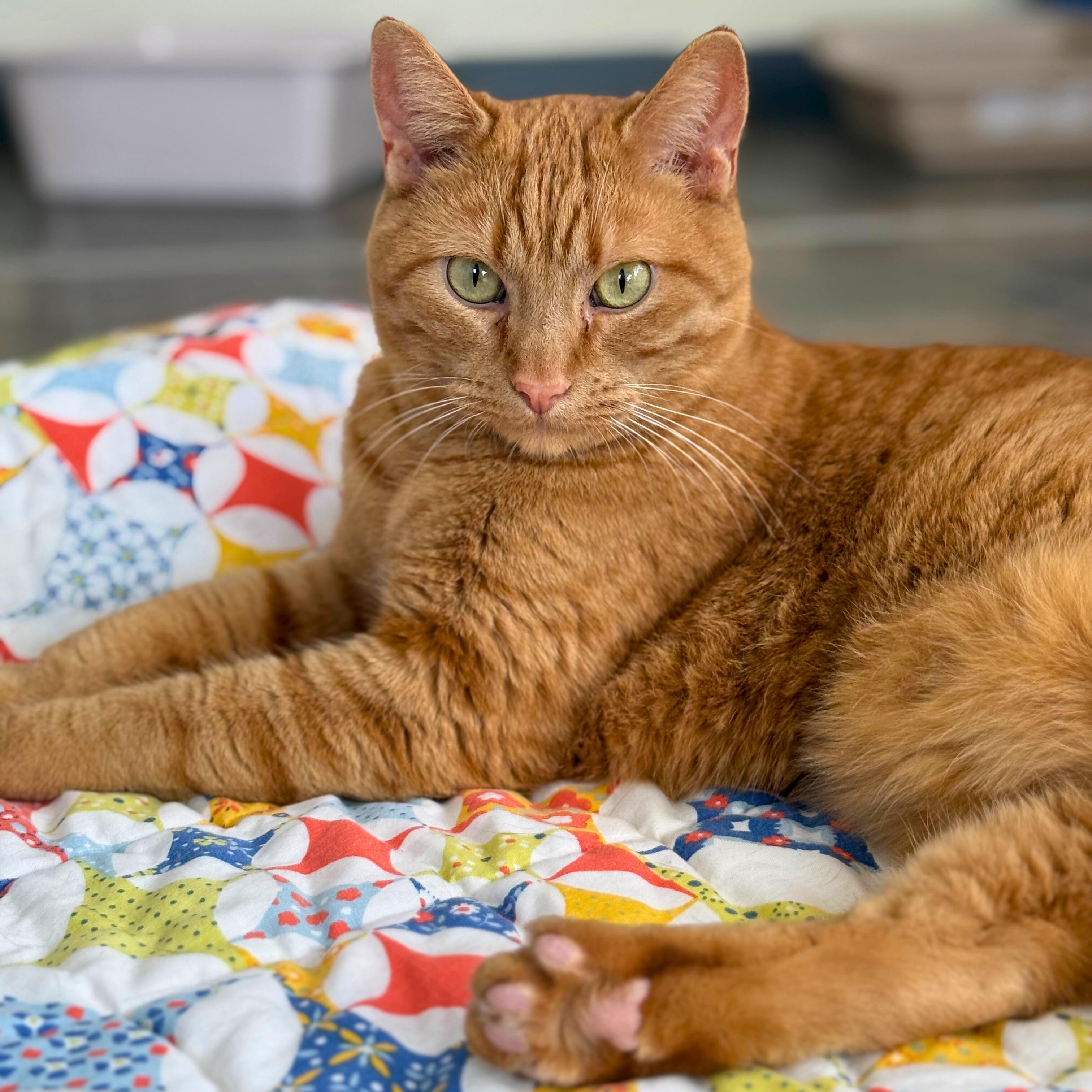 Cinnamon, a Adoptable Domestic Short Hair in Ridgway, CO image 1/4