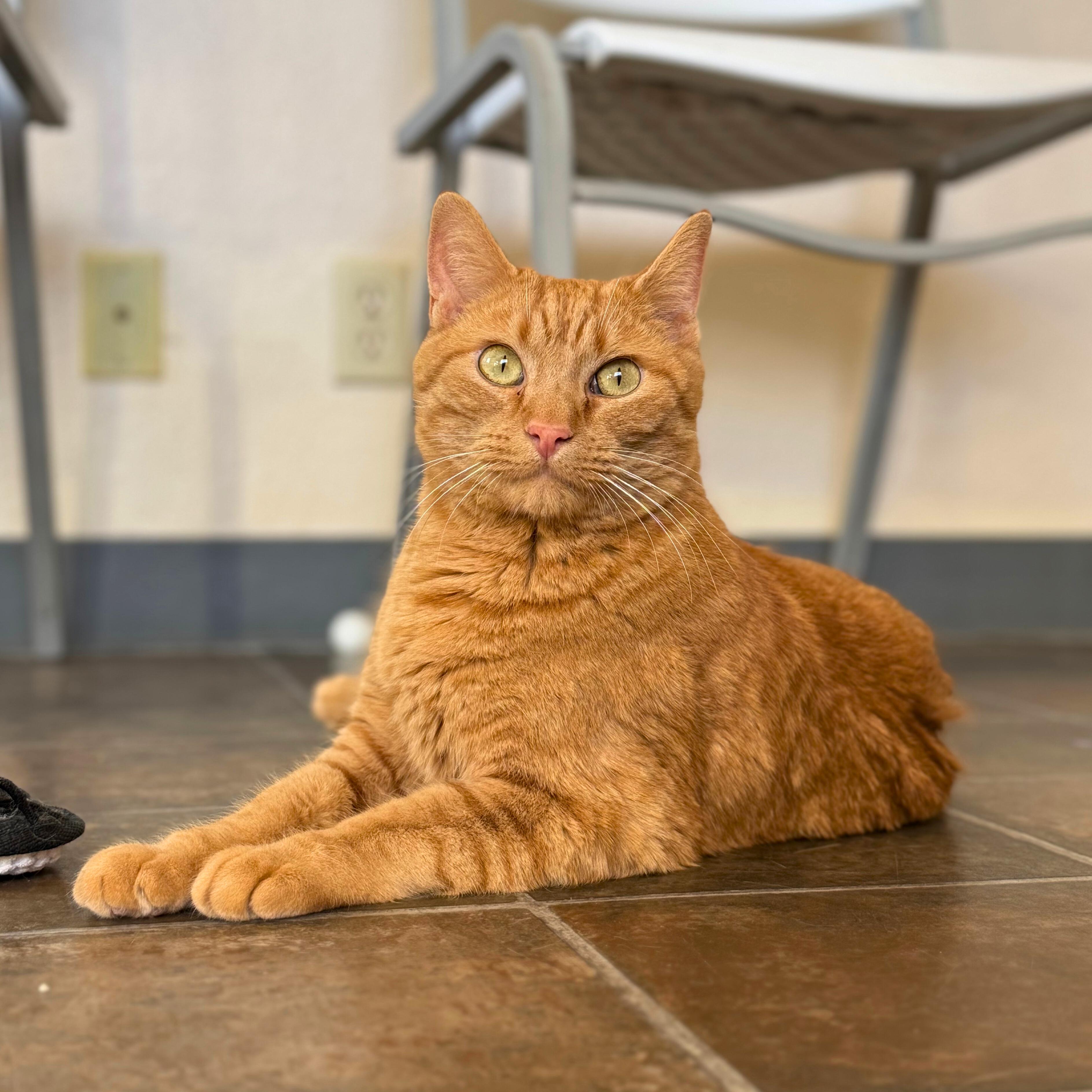 Cinnamon, a Adoptable Domestic Short Hair in Ridgway, CO image 4/4