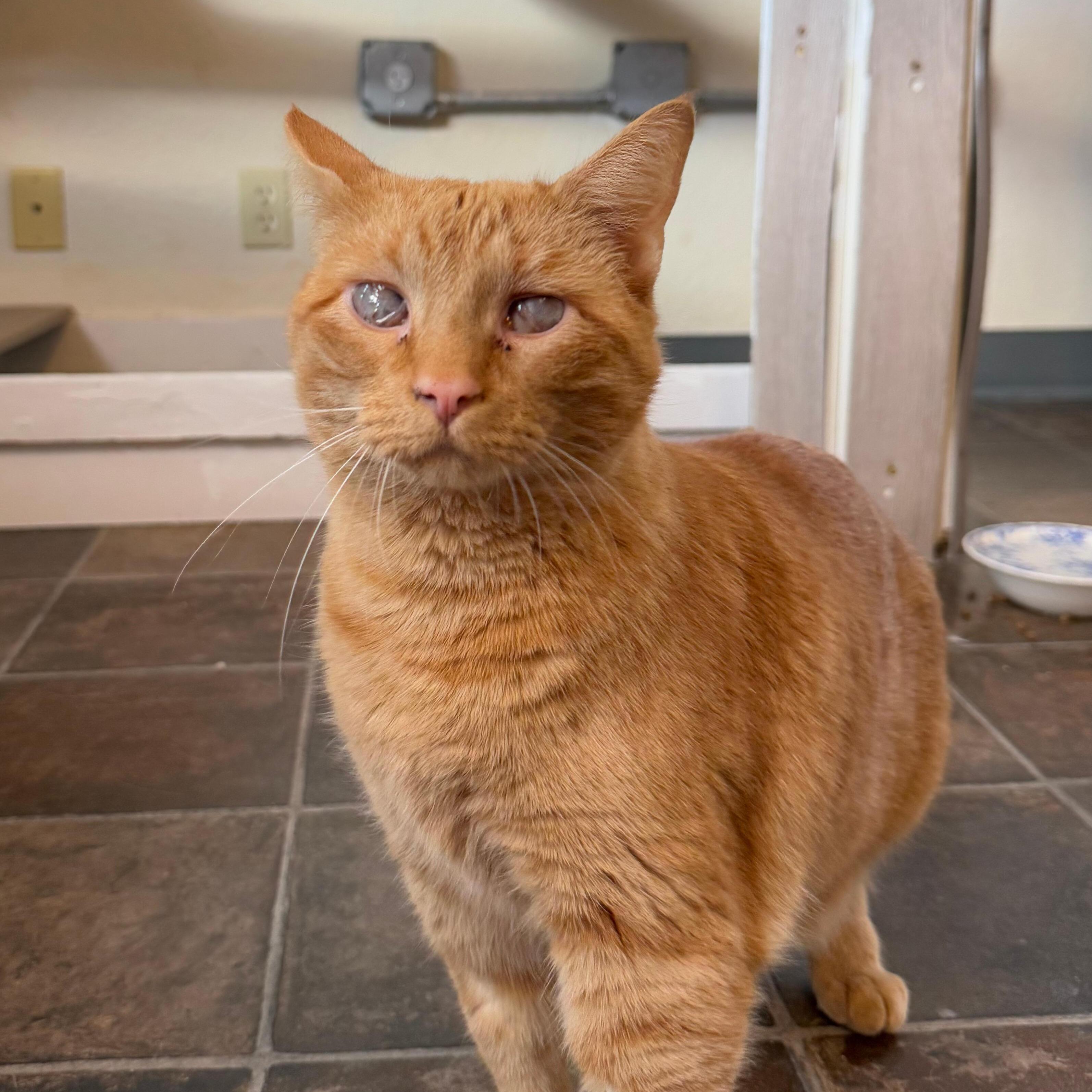 Enlarge Cinnamon & Toast, a Adoptable Domestic Short Hair in Ridgway, CO image 4/6